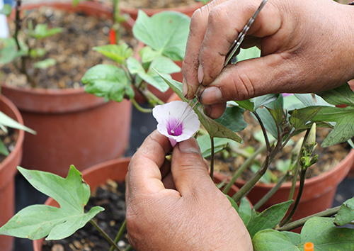 Non-GMO plant breeding
