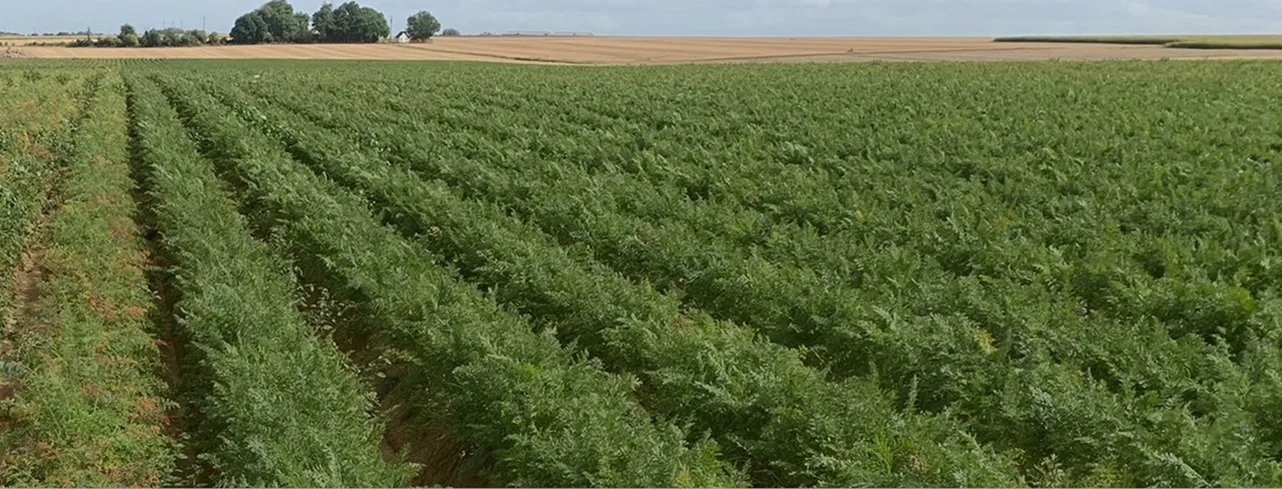 orange carrot field how grown 1282x489