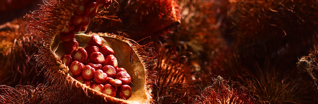 Annatto seed pod Annatto is one of the most popular natural food colors used worldwide.