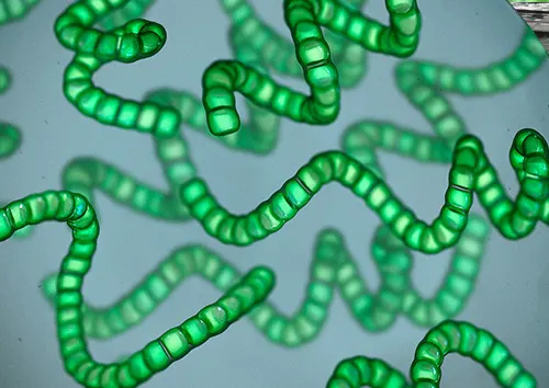 Spirulina bacteria