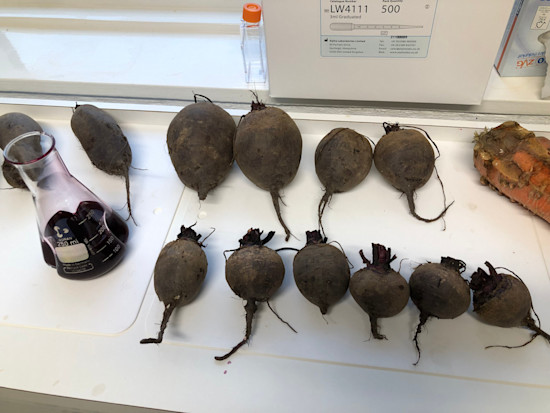 Red beets in lab