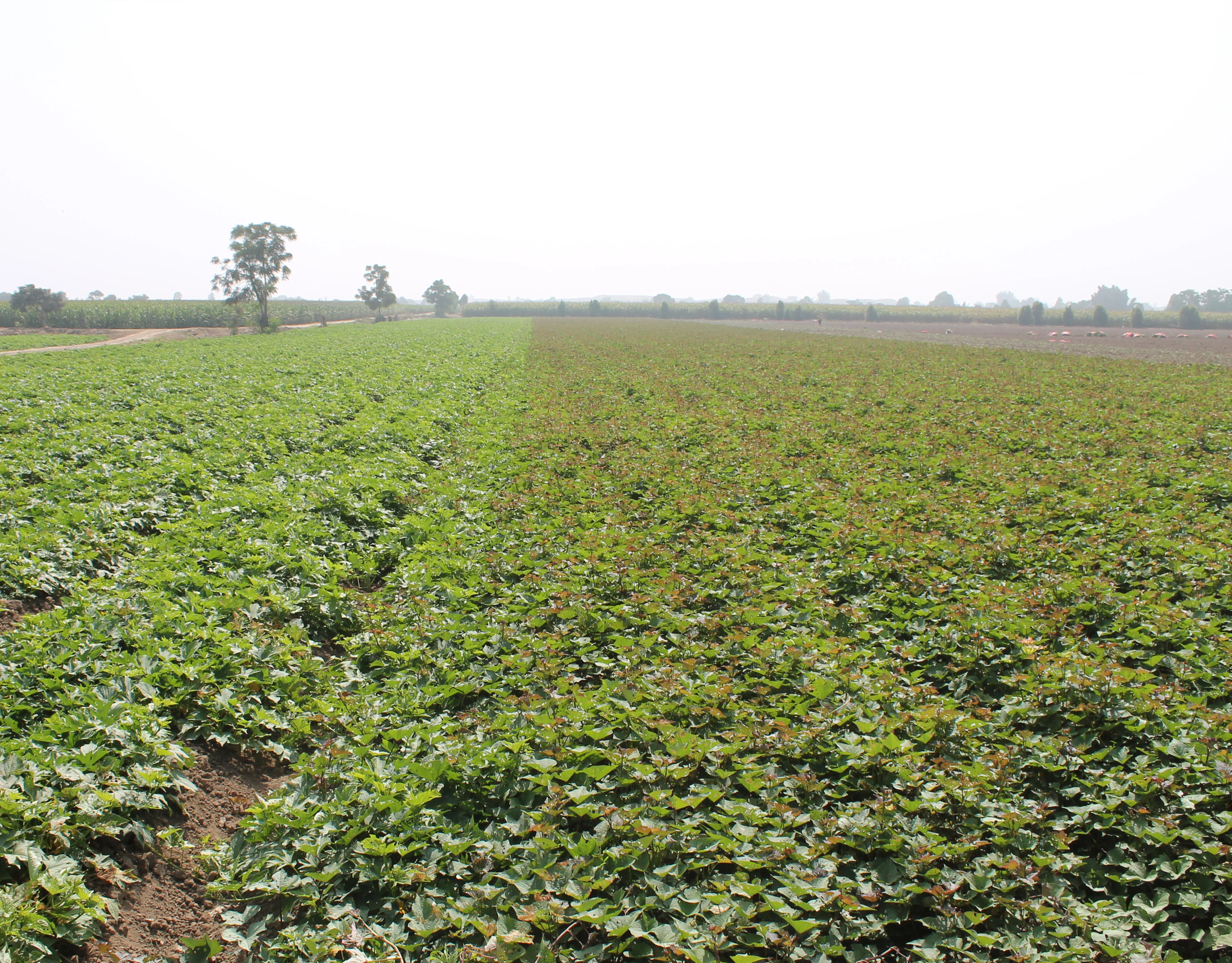 Sustainable farming Hansen sweet potato