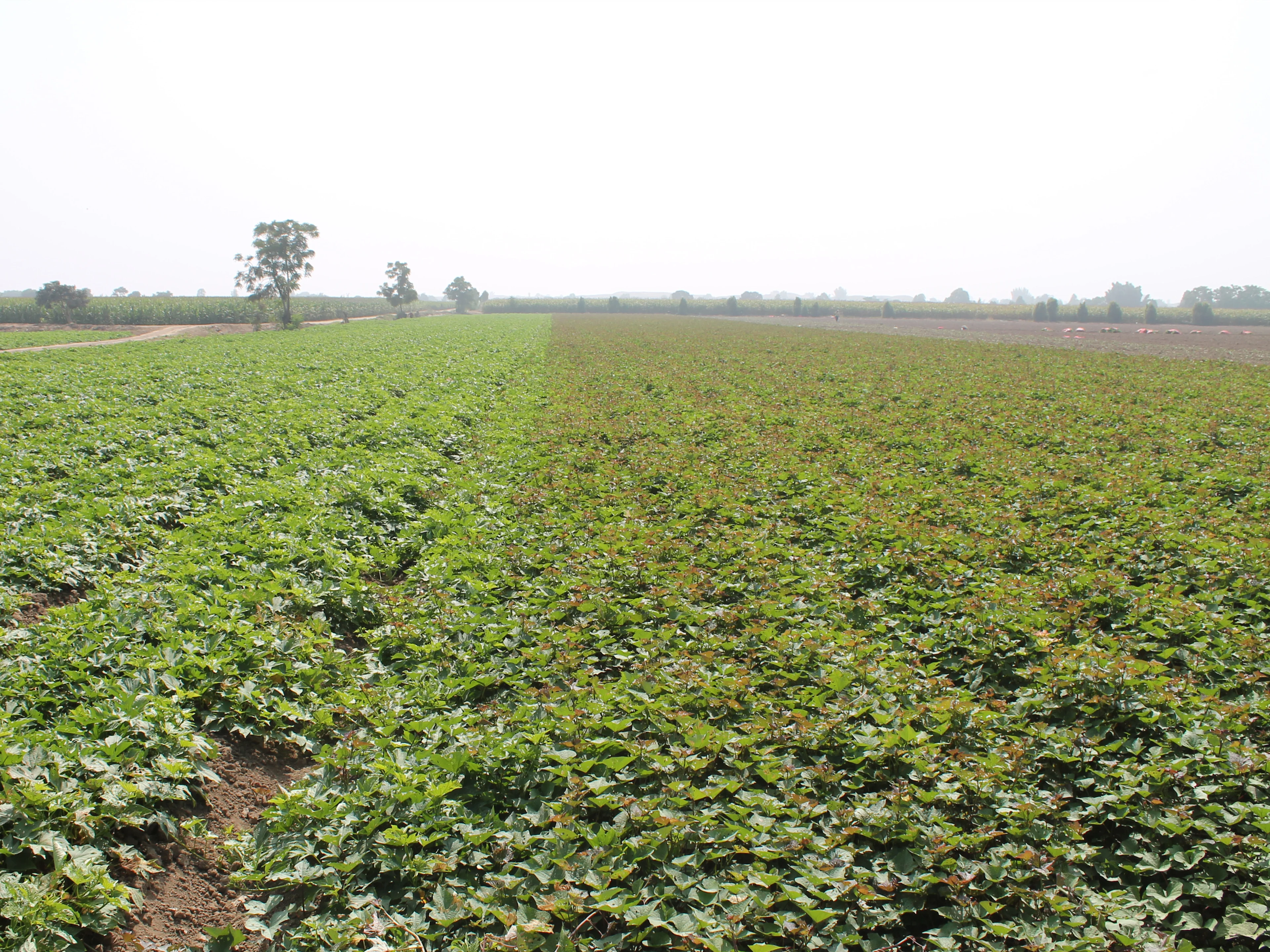 Sustainable farming Hansen sweet potato