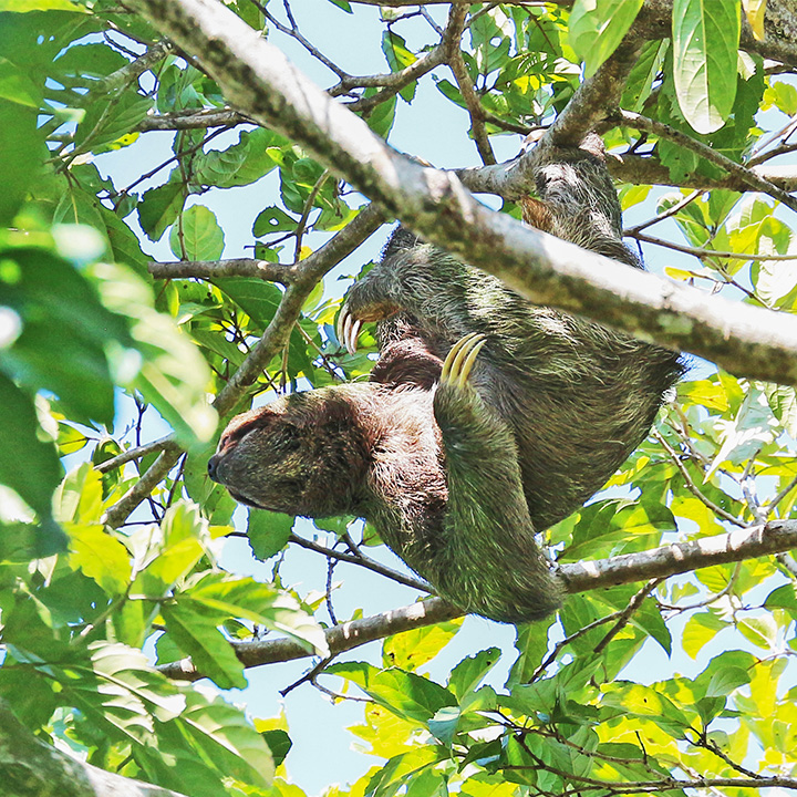 The reason mature sloths look green is due to algea growing on their fur. Wikimedia Commons.