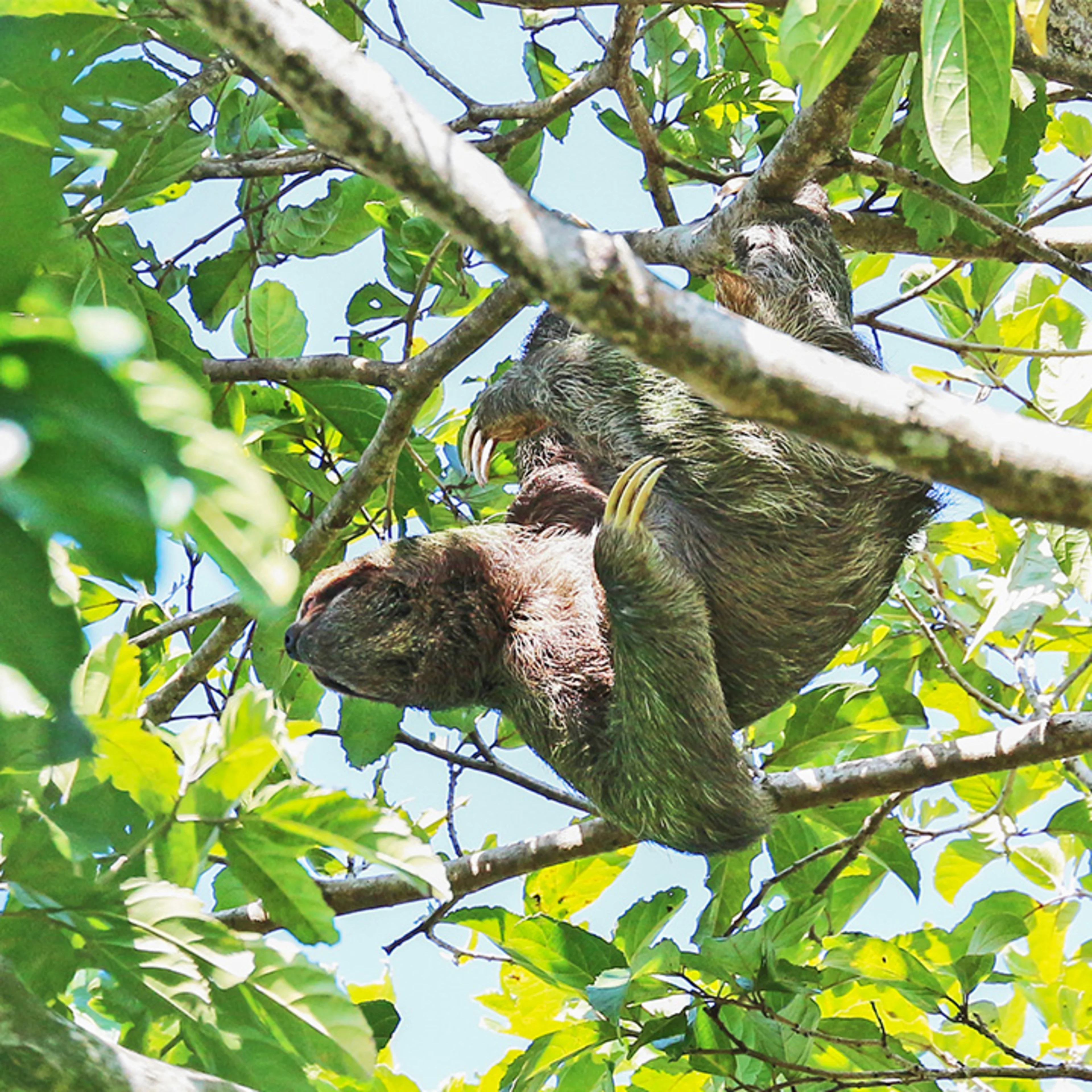 Oterra green sloth The reason mature sloths look green is due to algea growing on their fur. Wikimedia Commons.