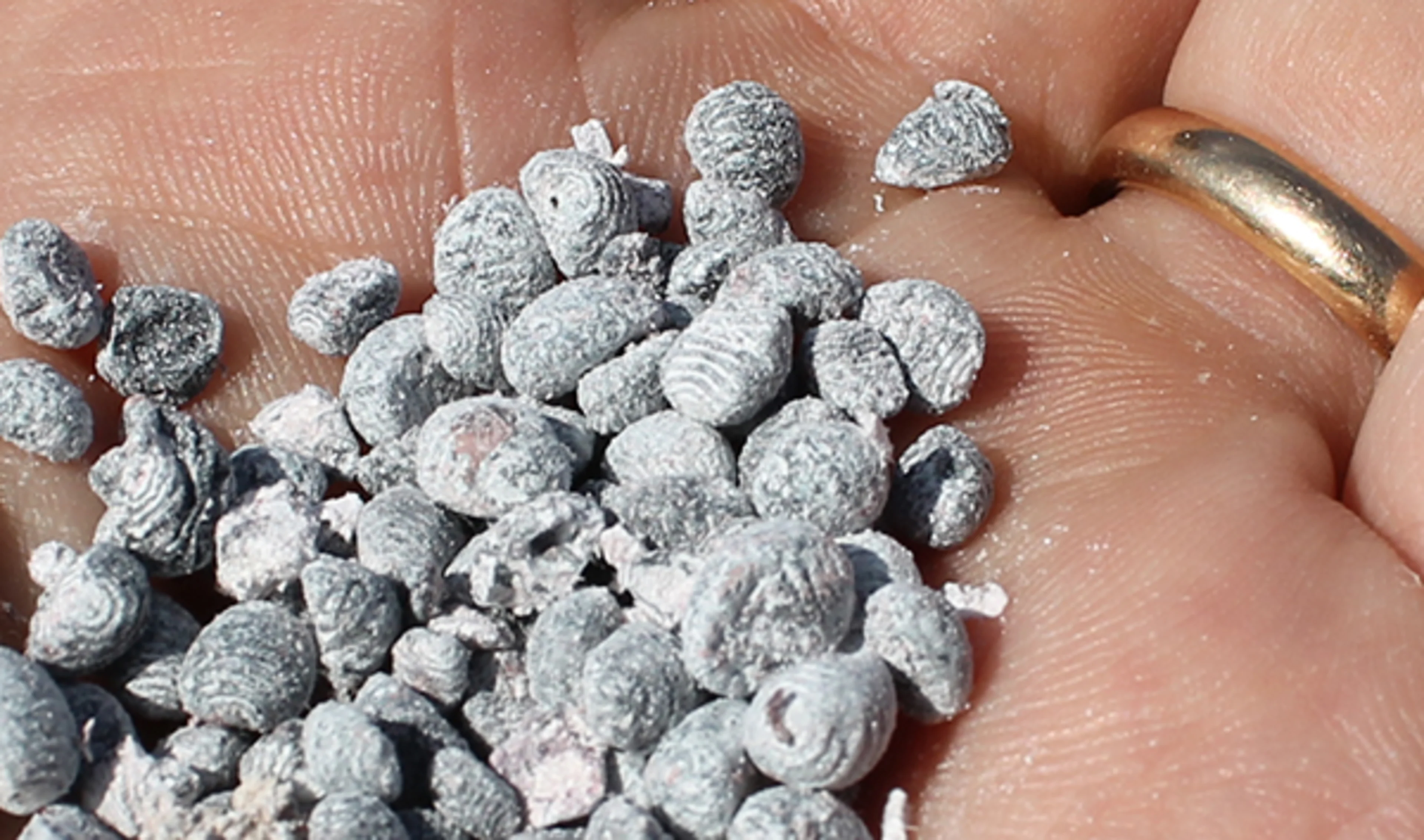 Cochineal in hand
