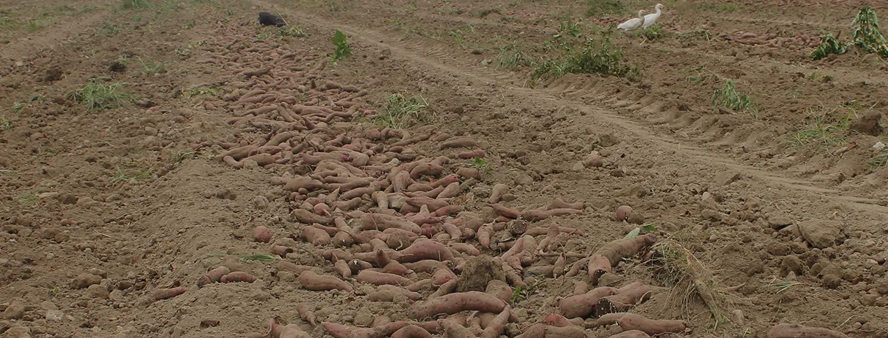 Harvested Hansen sweet potatoes