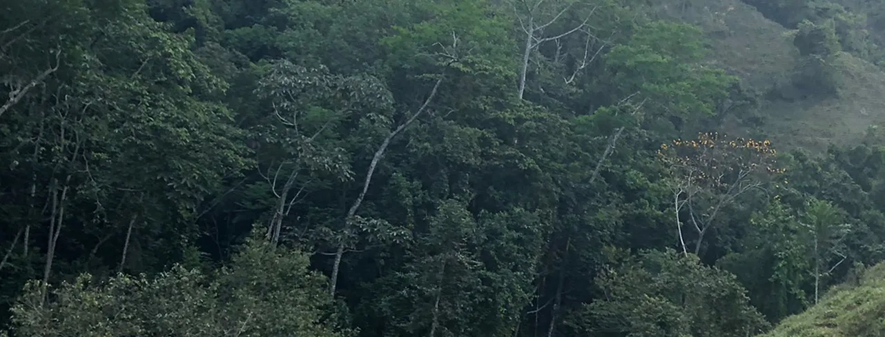 Huito trees often grow wild near Amazonian rivers