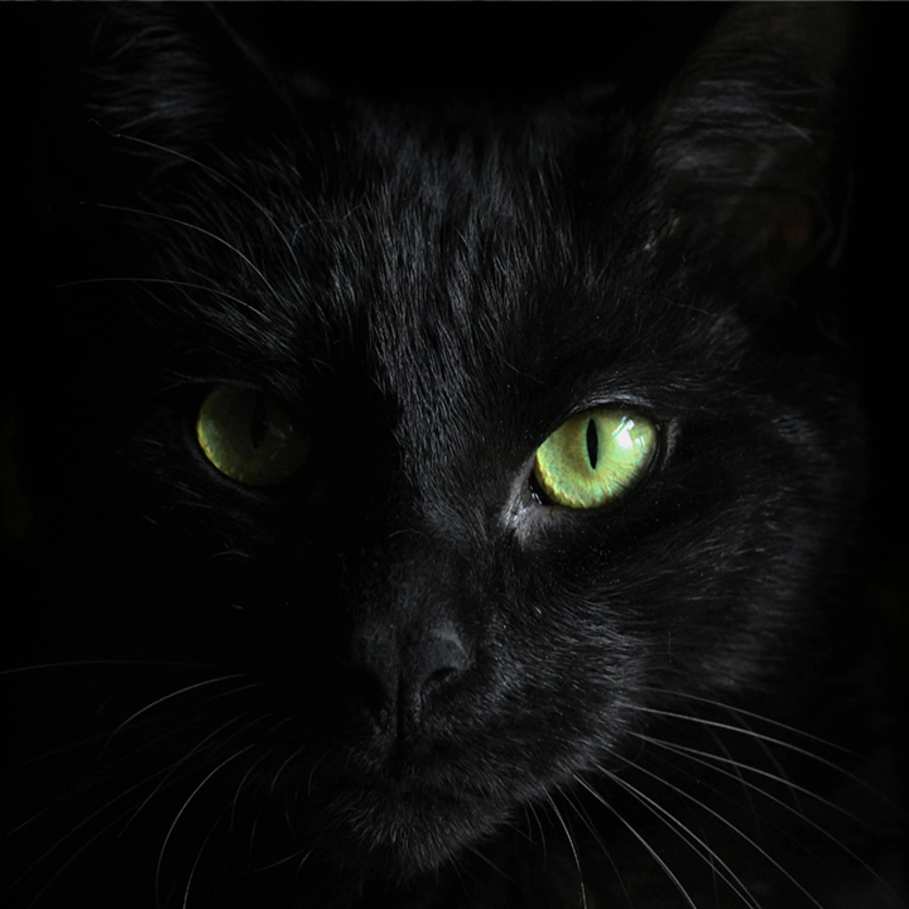 Black cat