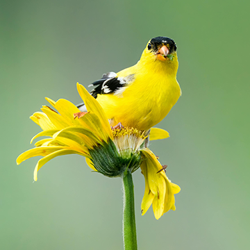 Carotenoids are responsible for the American goldfinches bright yellow feathers, along with structural micro-surface on the feather the intensifies the color.