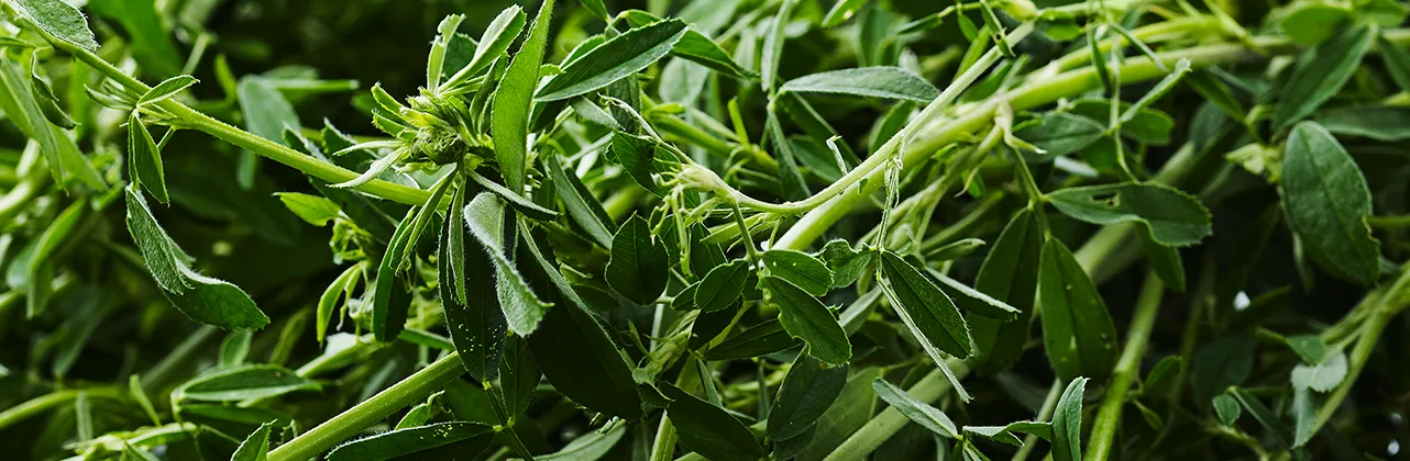 Alfala header Alfalfa is a green leaf plant used for natural food colors