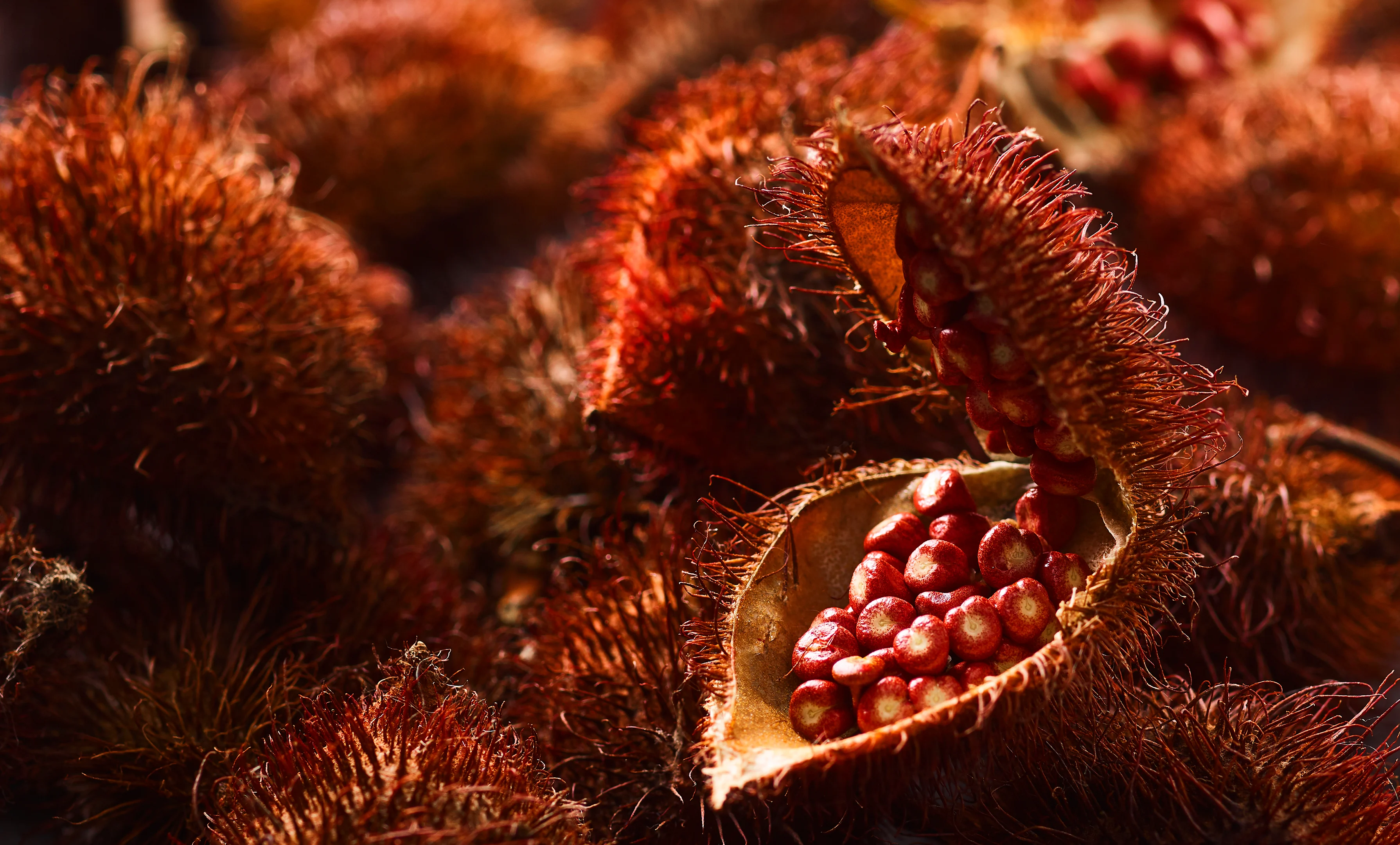 02-IMAGE Oterra-raw-annatto-pods-wallpaper1-0318 landscape