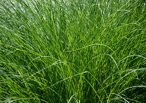 Bunch grass can be used to produce green natural food colors
