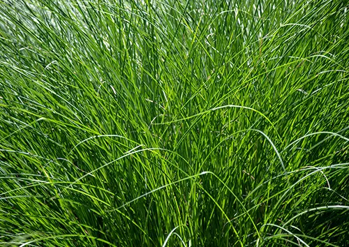 Bunch grass contains chlorophyllin, used to make natural green food color Bunch grass can be used to produce green natural food colors