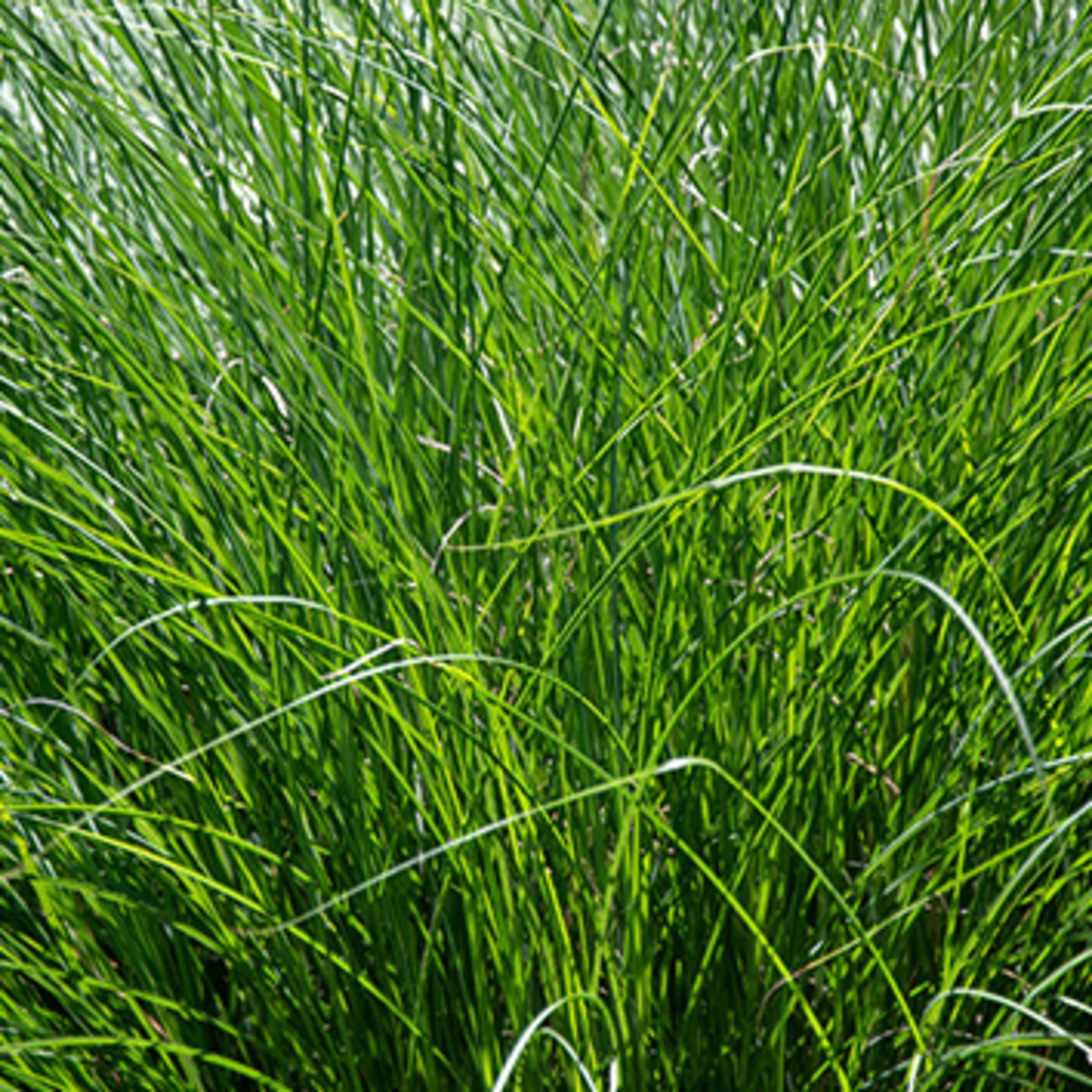 Bunch grass contains chlorophyllin, used to make natural green food color Bunch grass can be used to produce green natural food colors