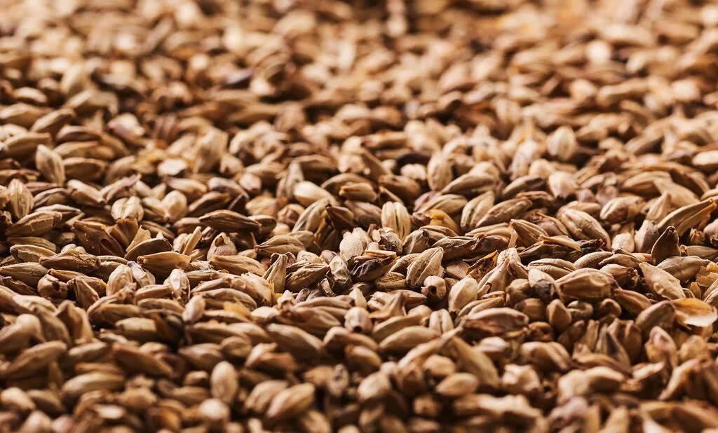 Oterra-raw-malted barley
