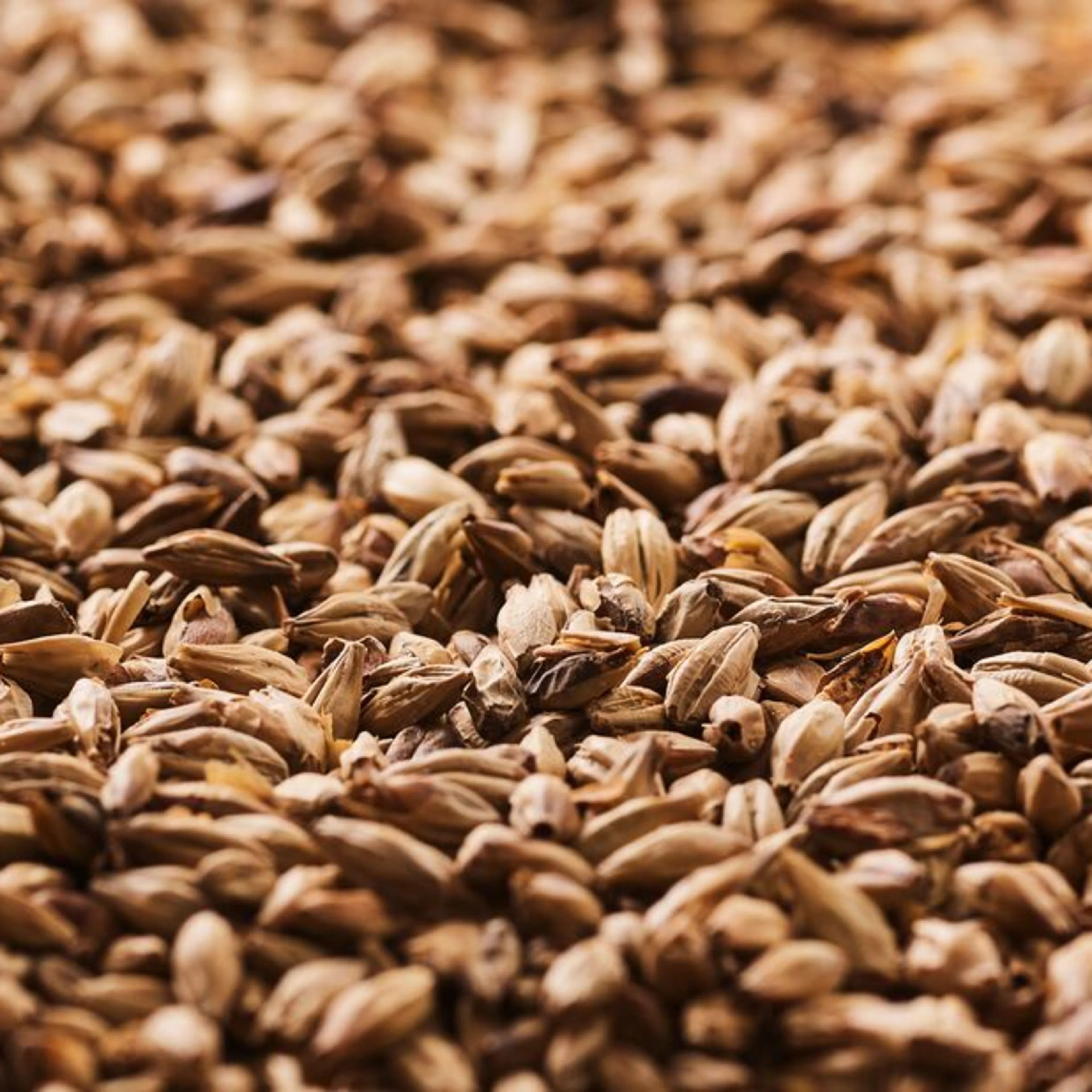 Oterra-raw-malted barley
