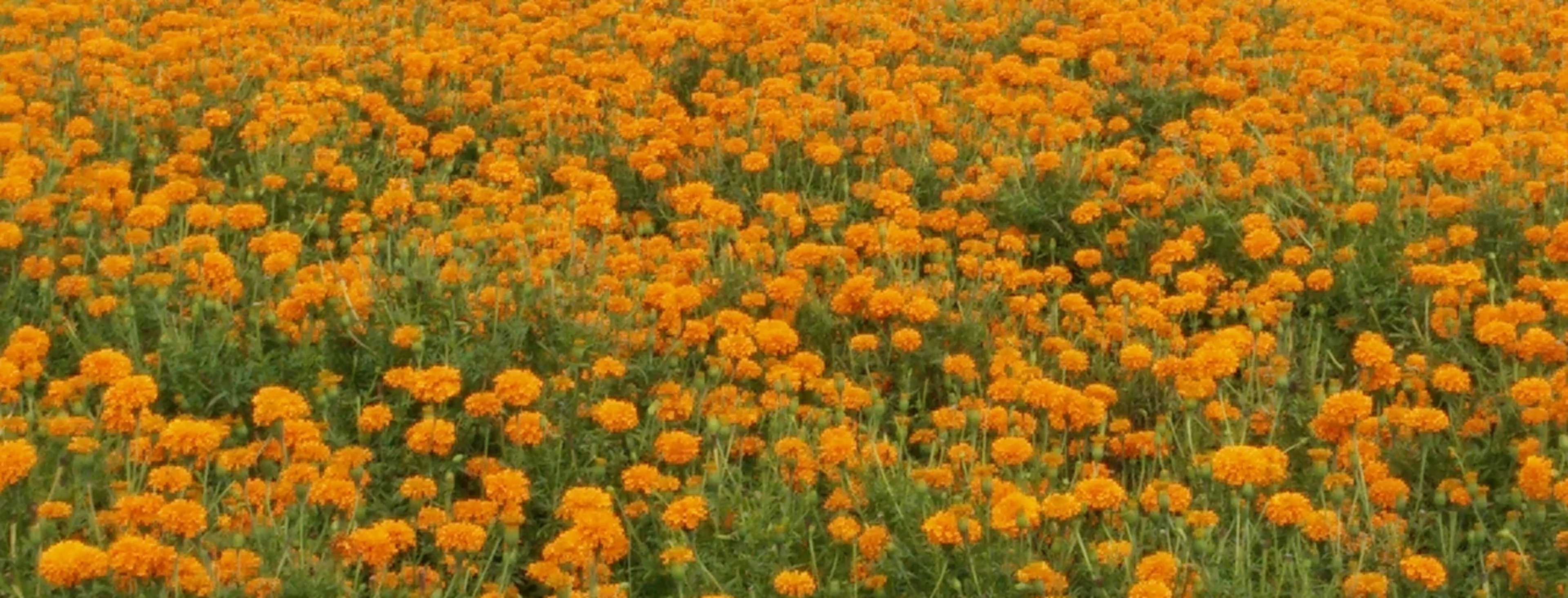 Marigold field for producing natural food colors