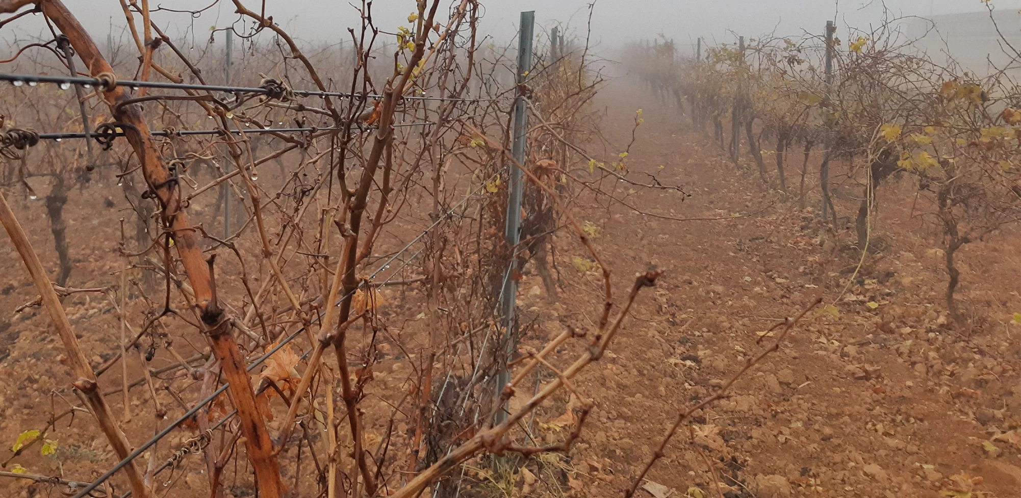 Grape yard in winter, Spain
