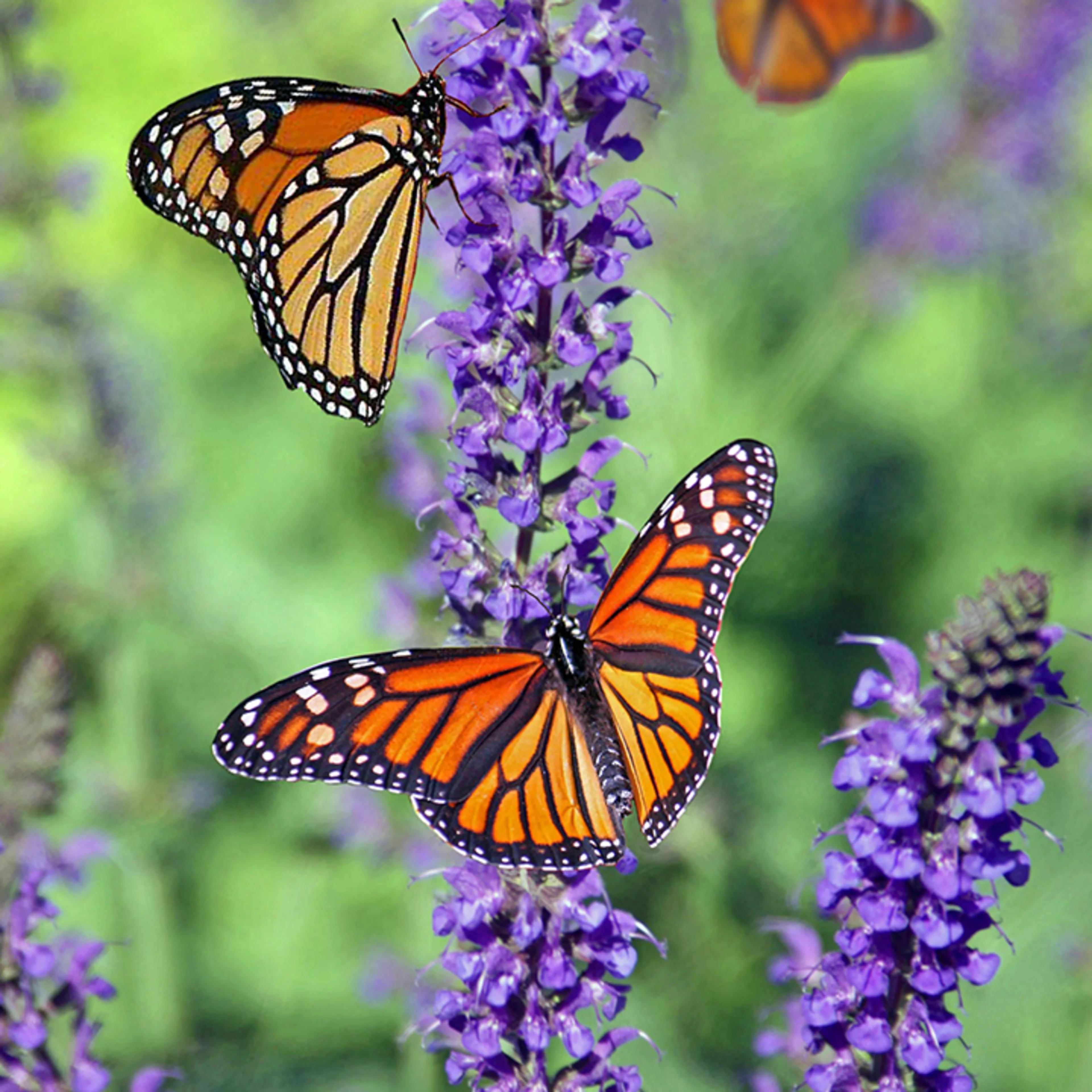 Orange monarch butterfly