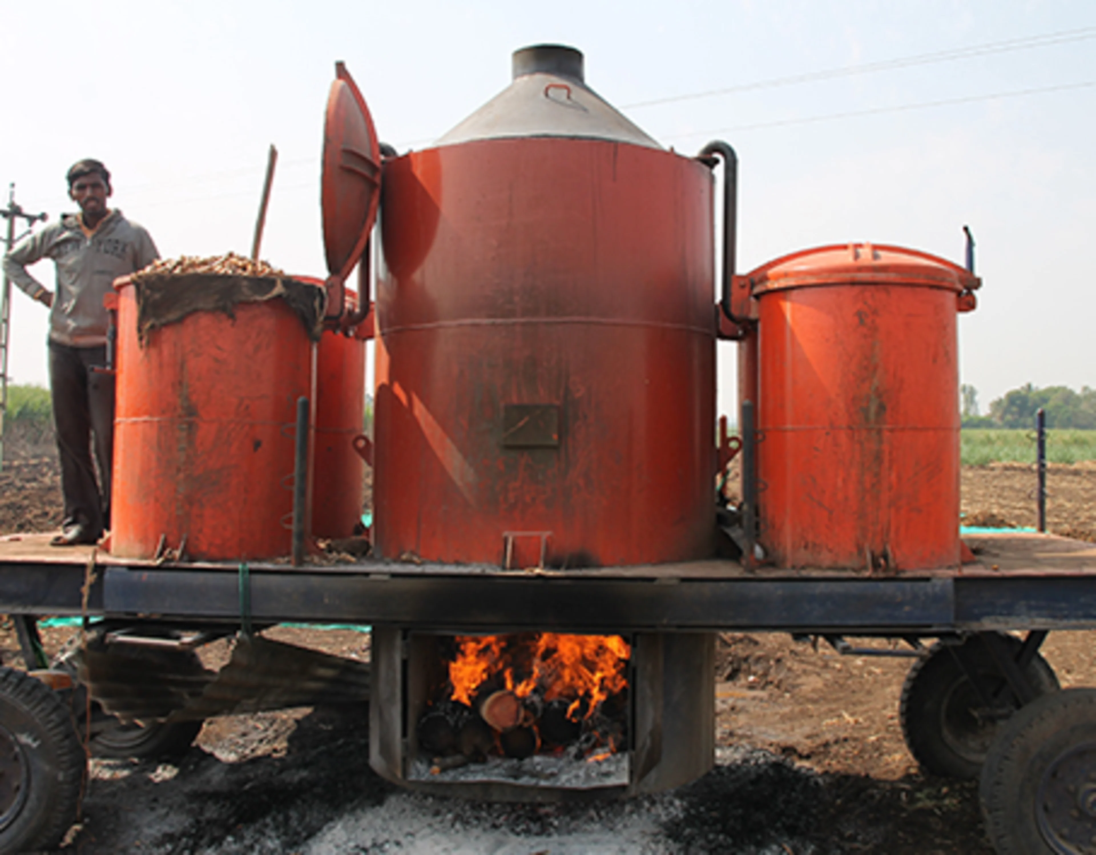 Steaming turmeric during harvest