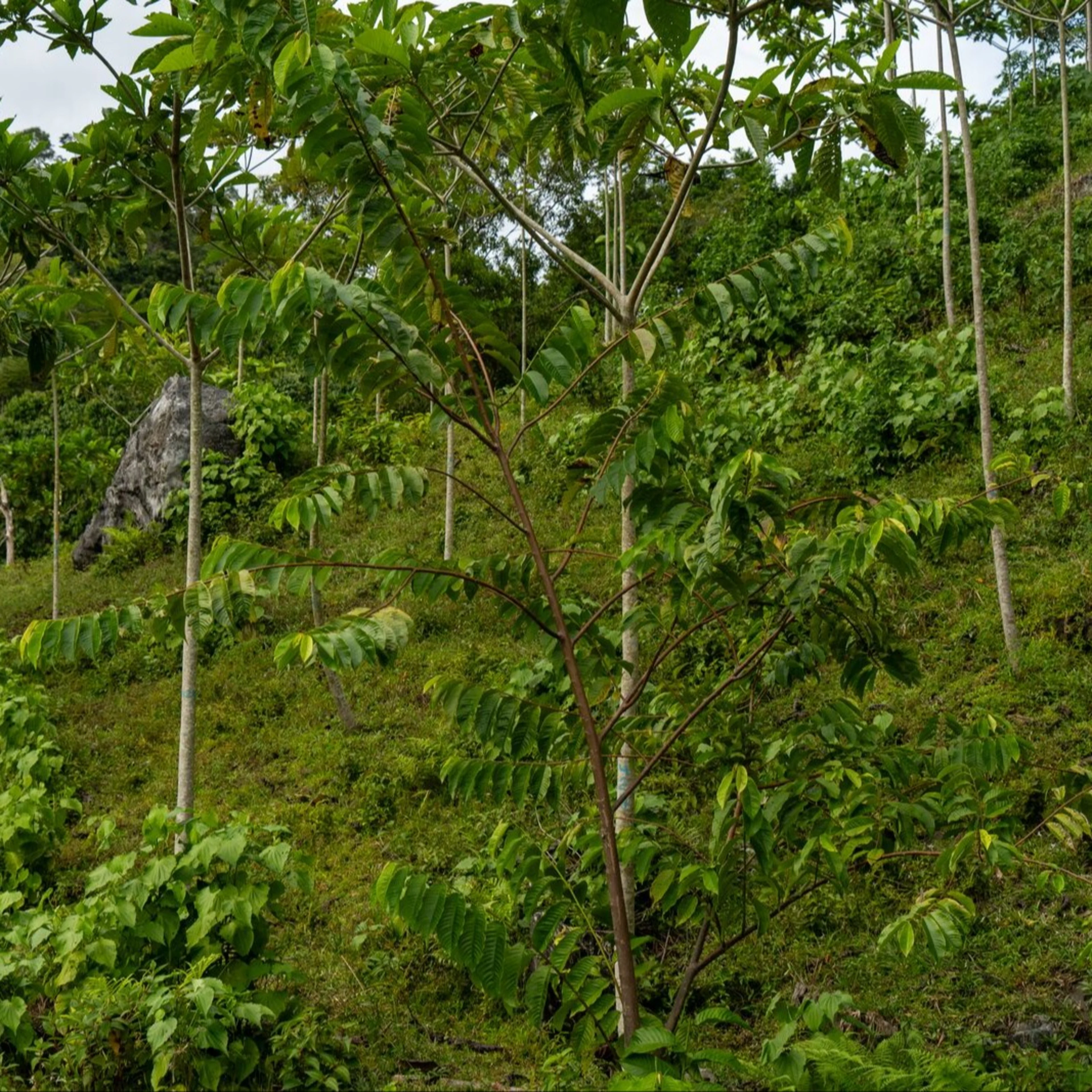 large-Oterra-Jagua-trees-0525