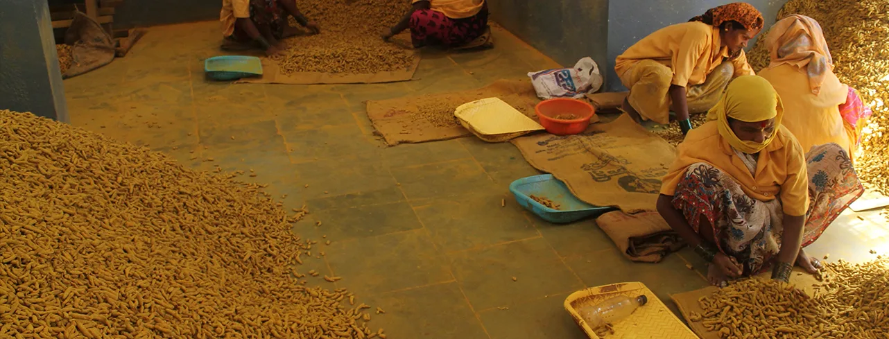 Sorting turmeric after harvest