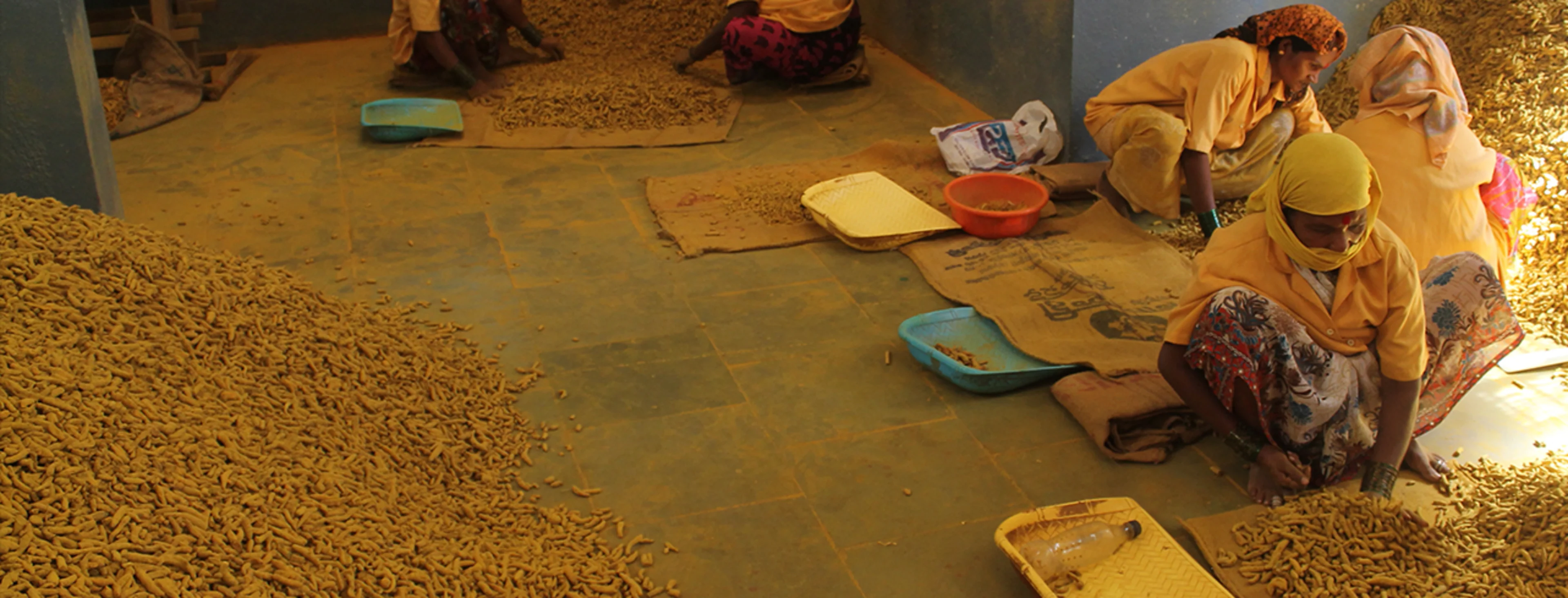 Sorting turmeric after harvest