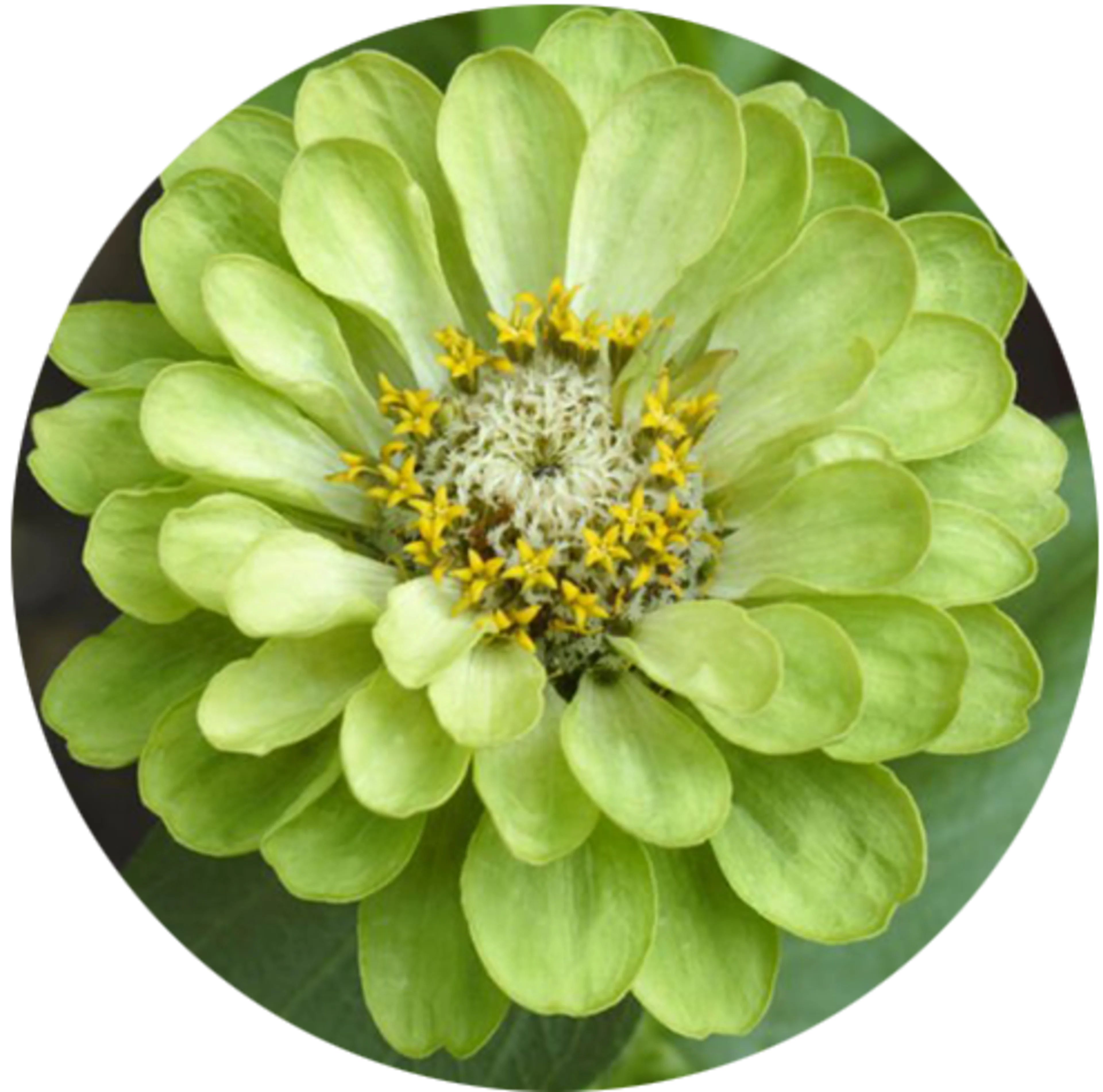 green flower