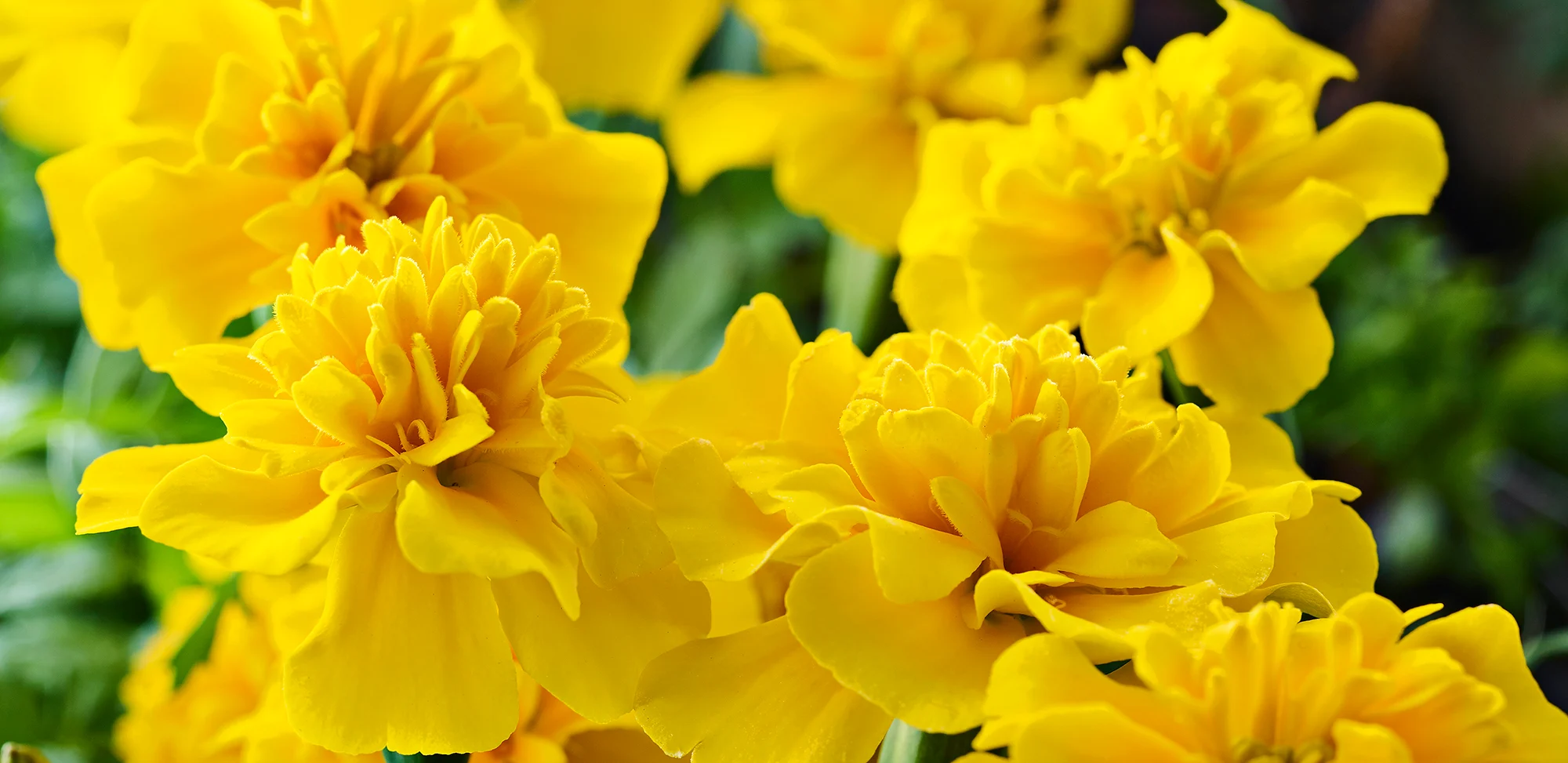 Oterra-raw-marigolds-yellow-alt-wp-0419