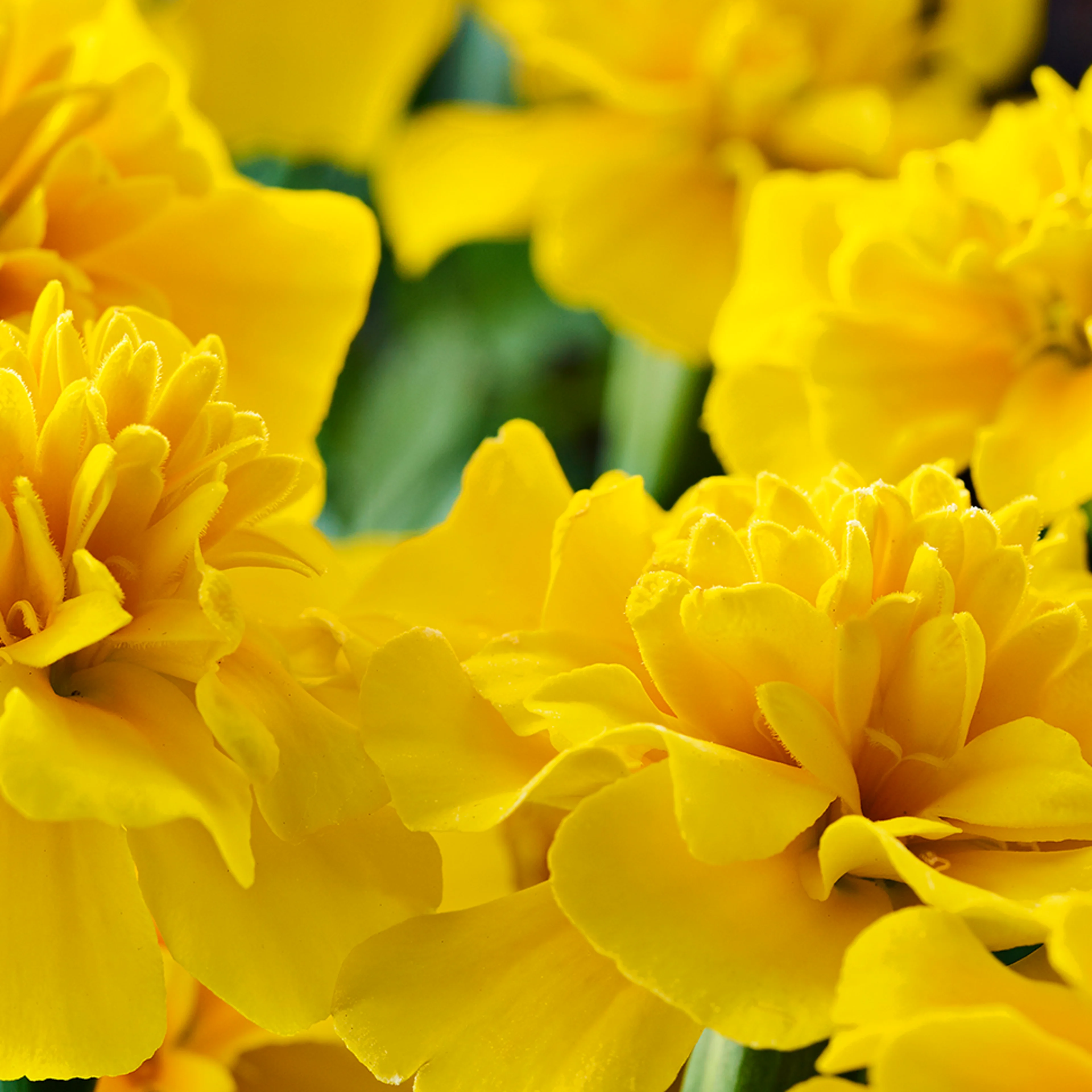 Oterra-raw-marigolds-yellow-alt-wp-0419