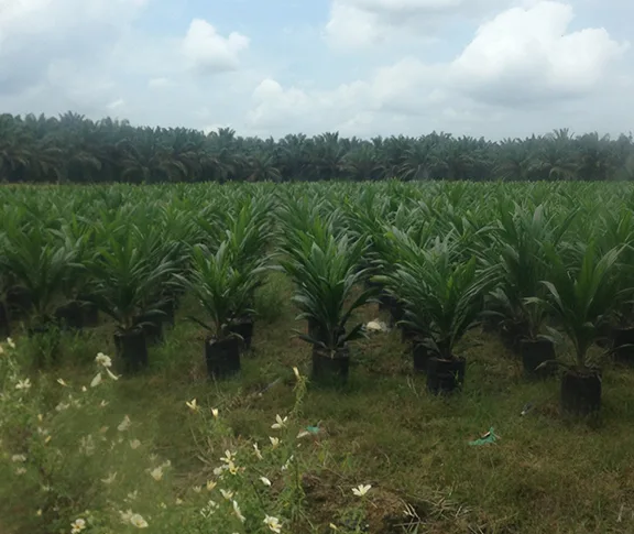 Young palm oil trees