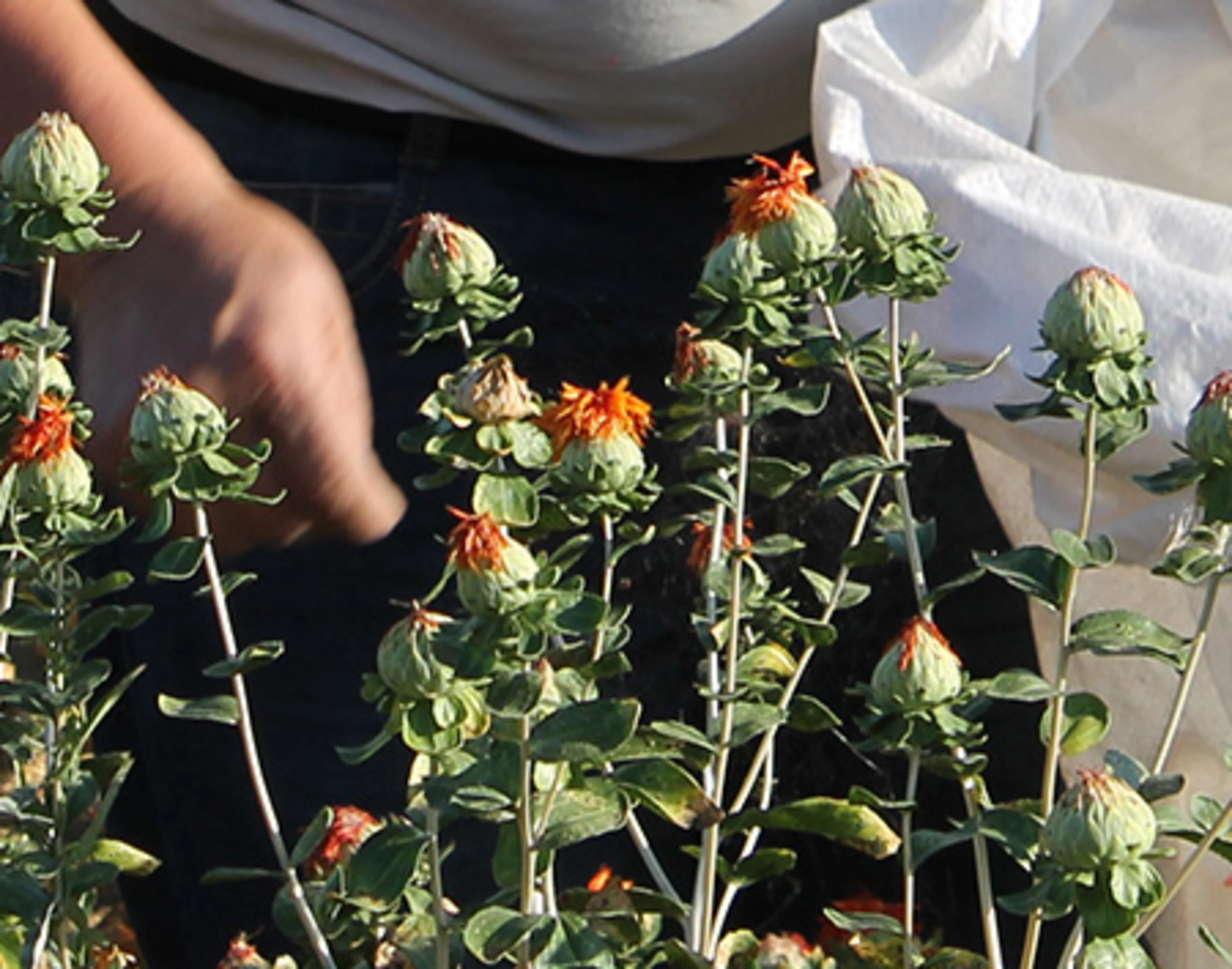 Buds from safflower, also known as carthamus
