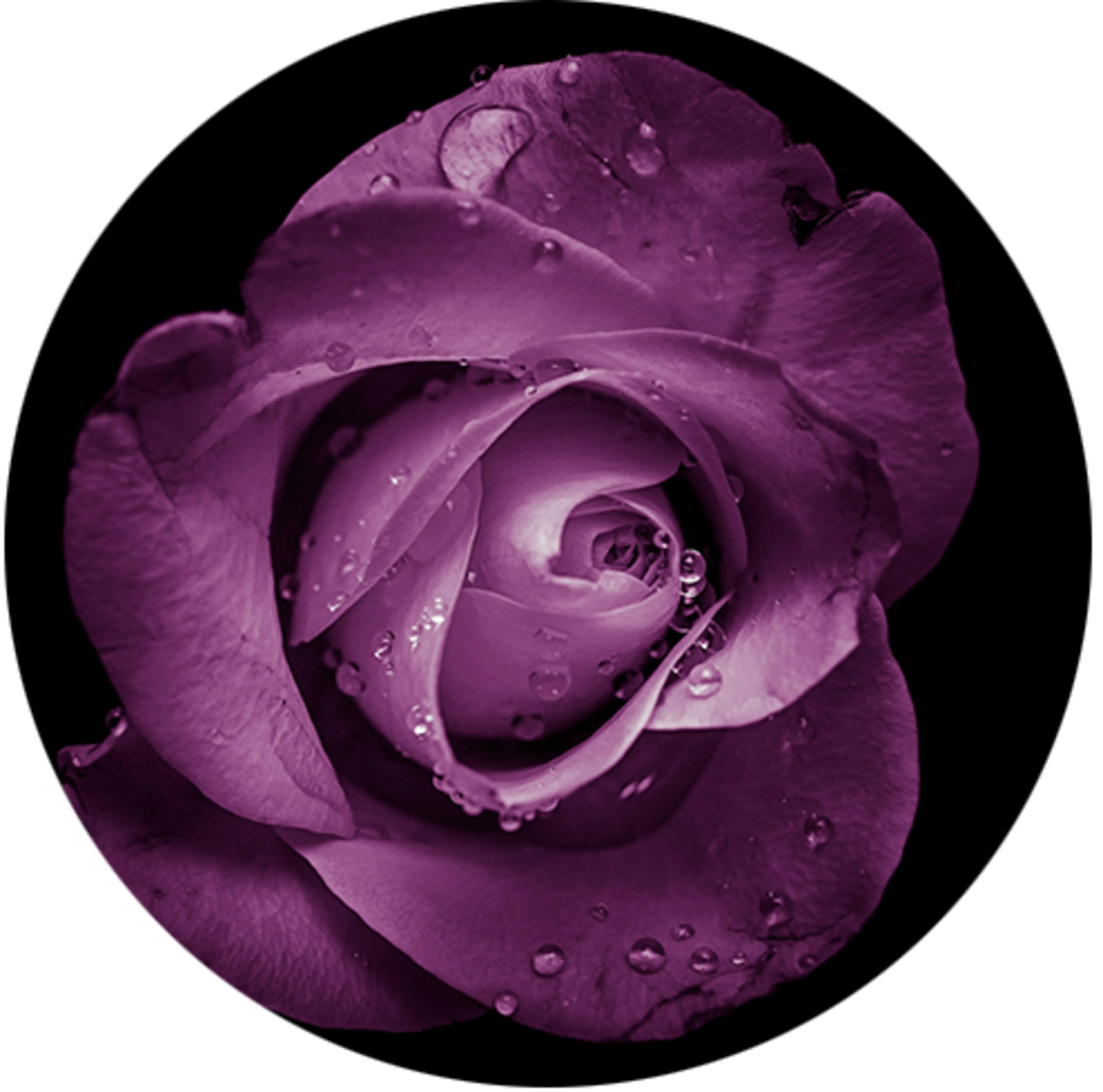 purple flower