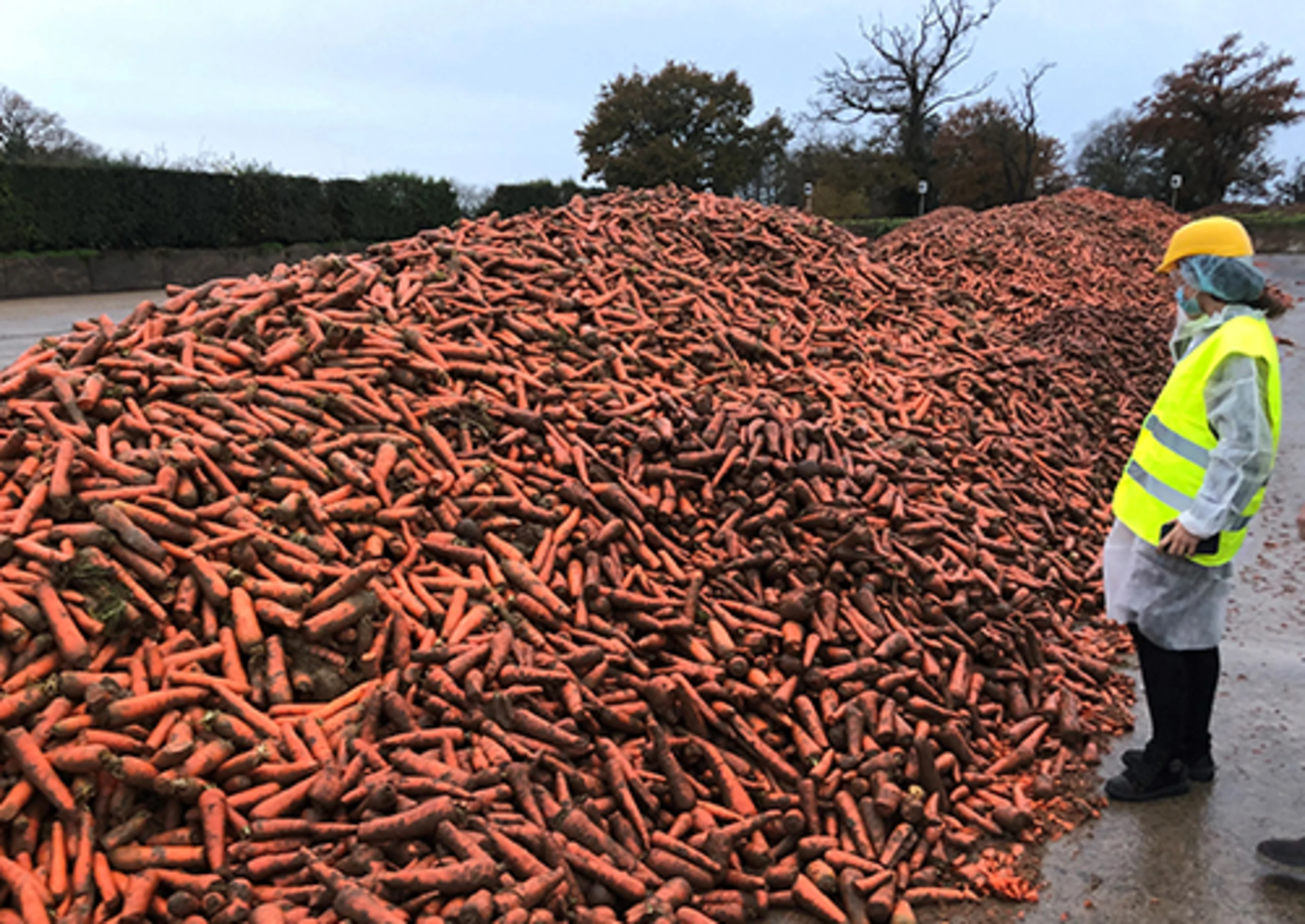Harvested orange carrots for natural food colors