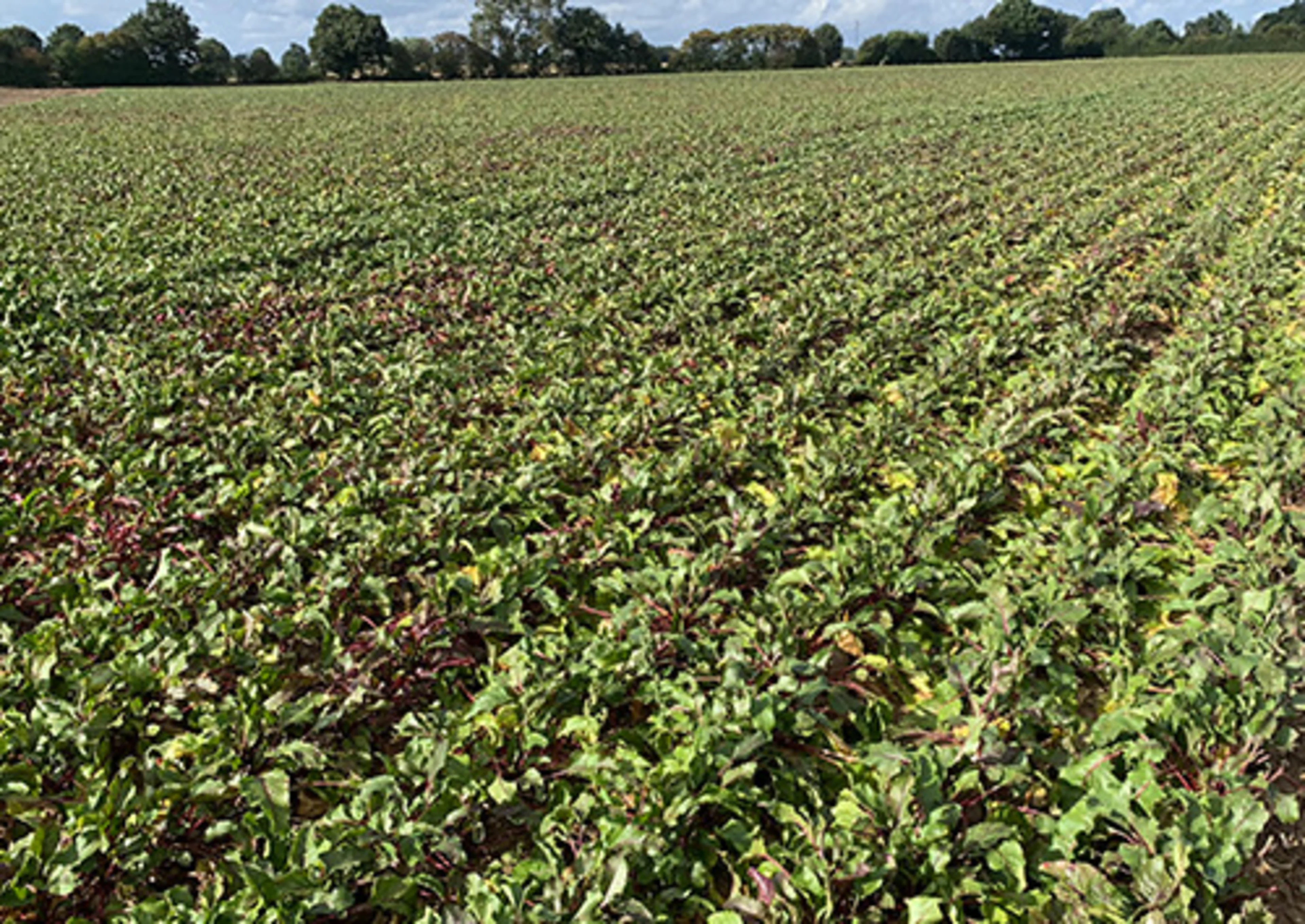 Red beet field for natural food color production Red beet field for natural food color production