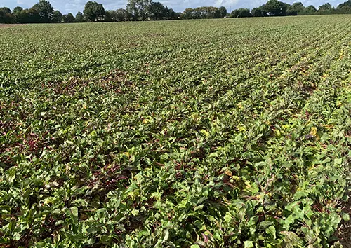 Red beet field for natural food color production