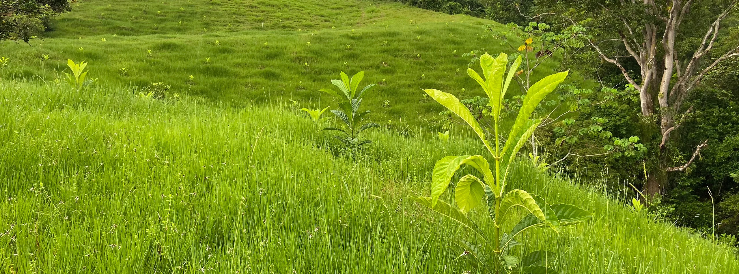Sustainability Jagua tree seedlings growing in Colombia