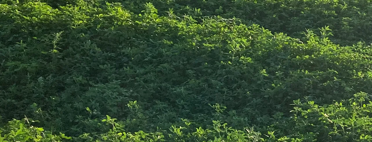 Alfalfa is a major source of cu-chlorophyllin, a natural green food color