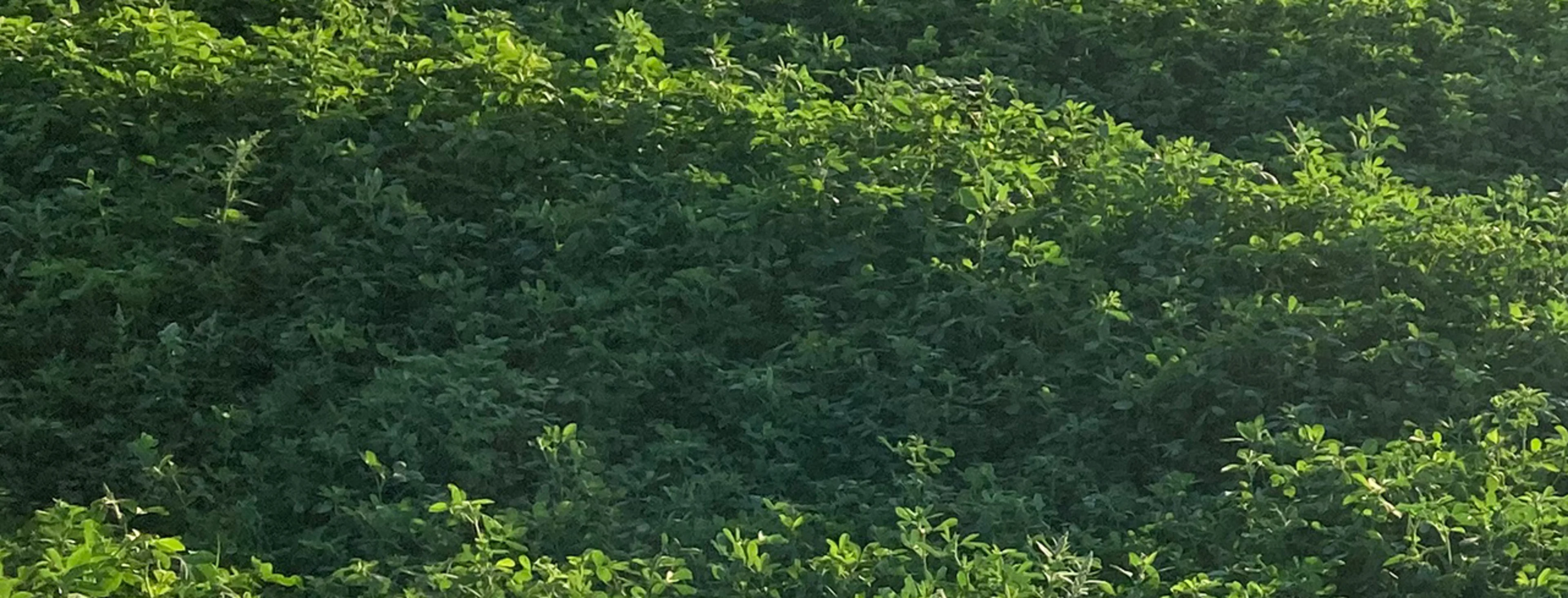 Alfalfa is a major source of cu-chlorophyllin, a natural green food color