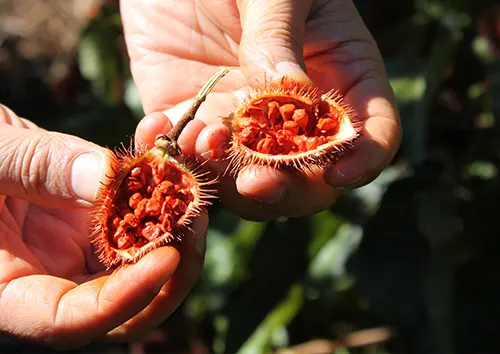 A seed pod of mature annatto seeds