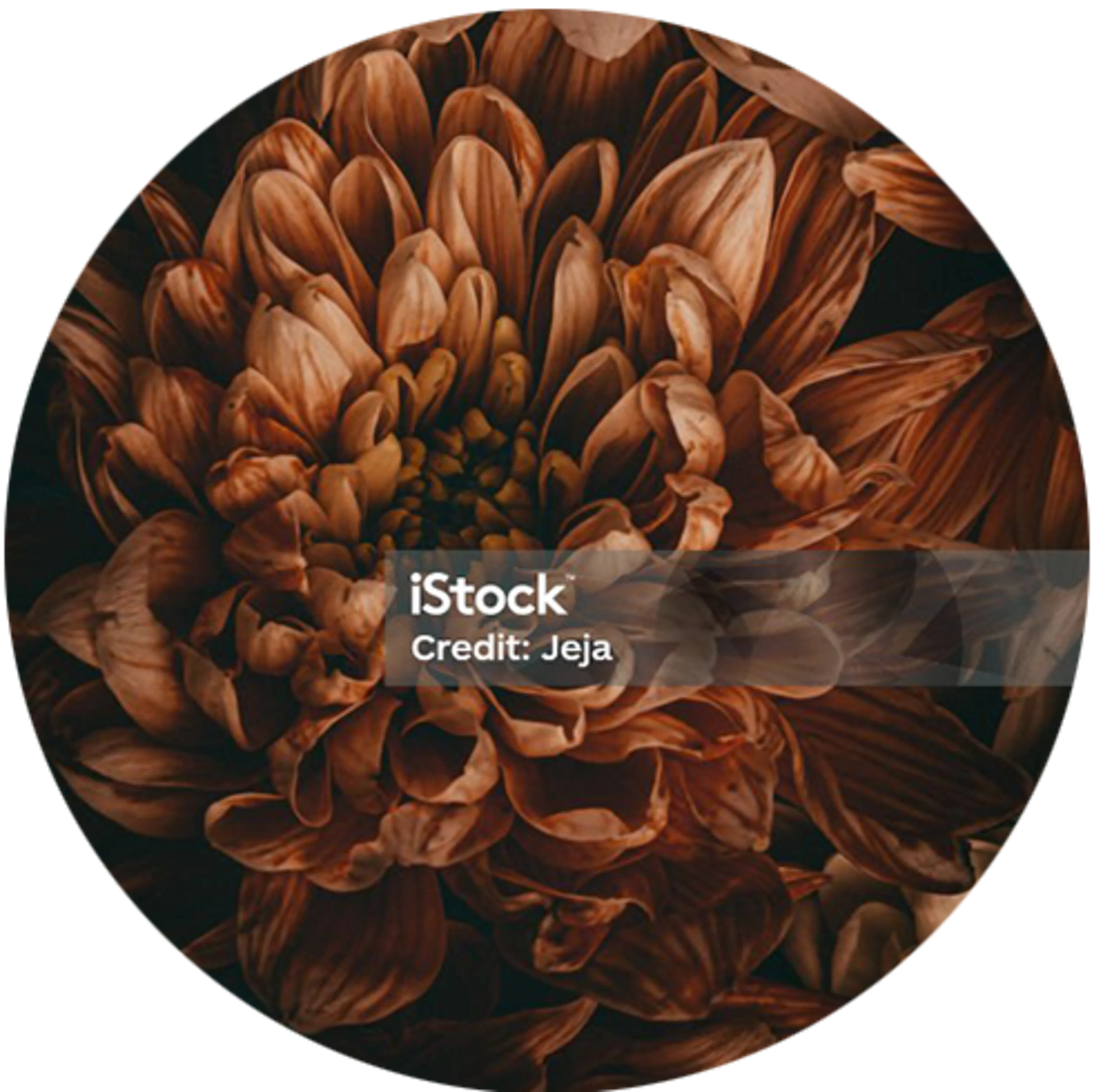 Brown flower