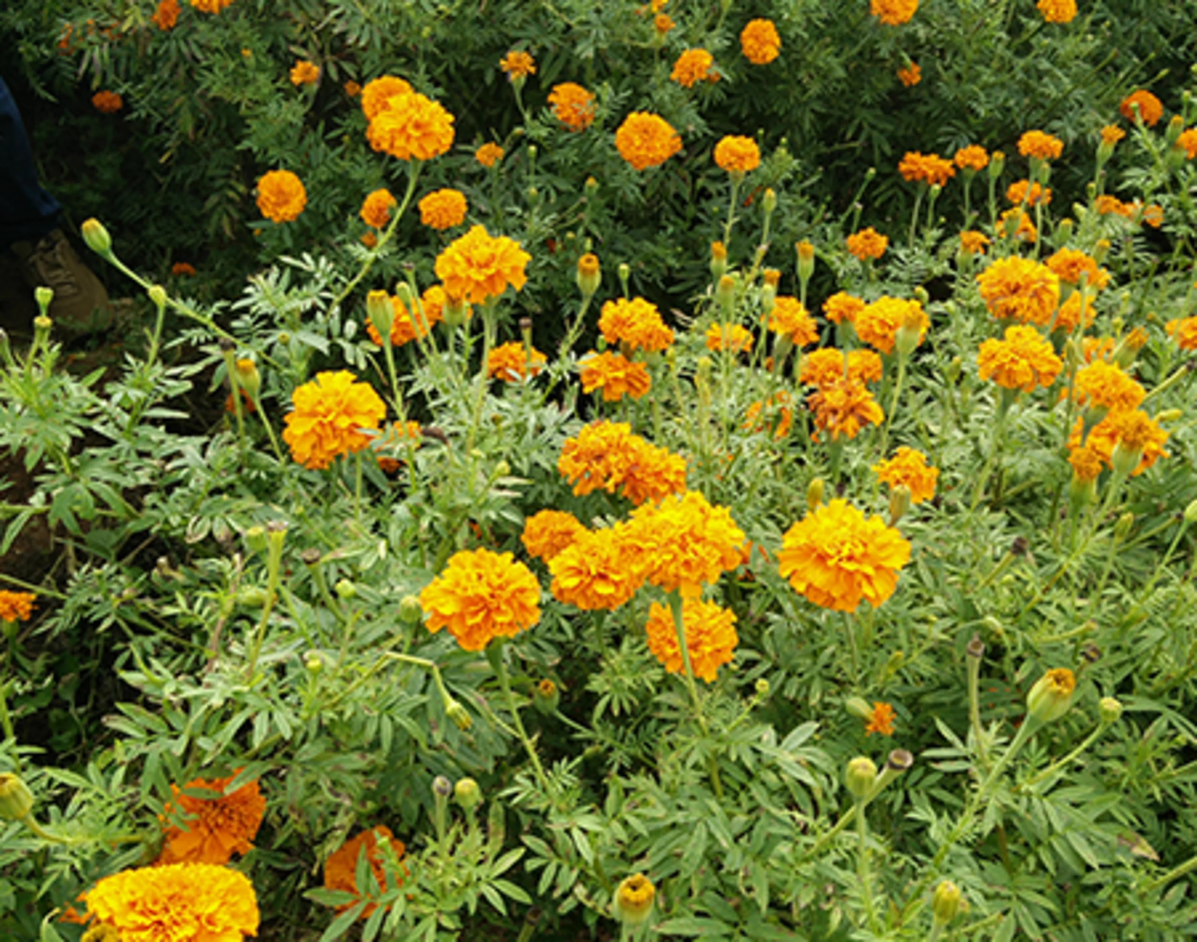 Marigold field
