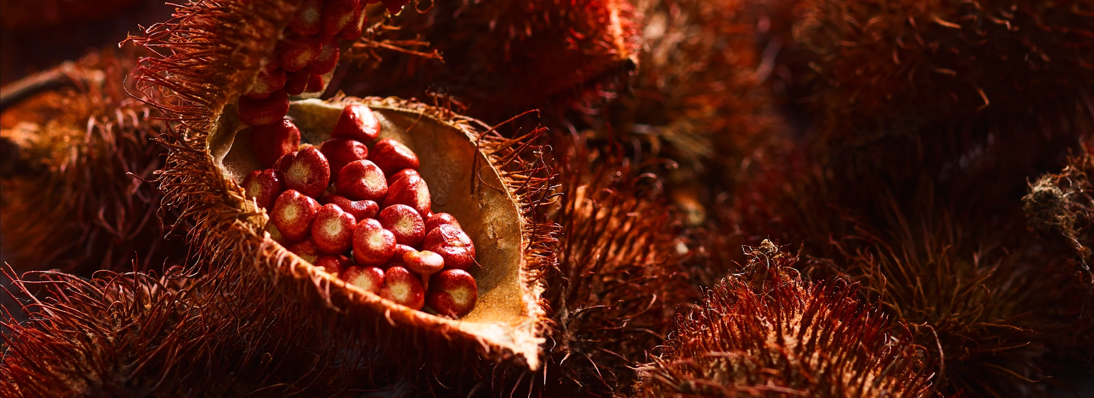 02-IMAGE Oterra-raw-annatto-pods-wallpaper1-0318 landscape