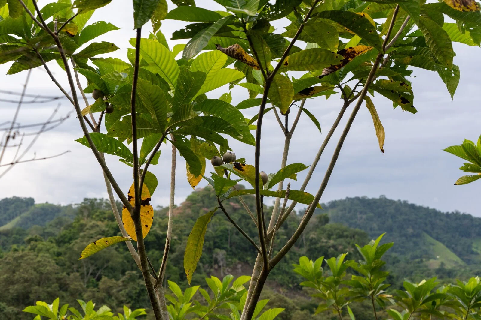 large-Oterra-Jagua-treetop-0525