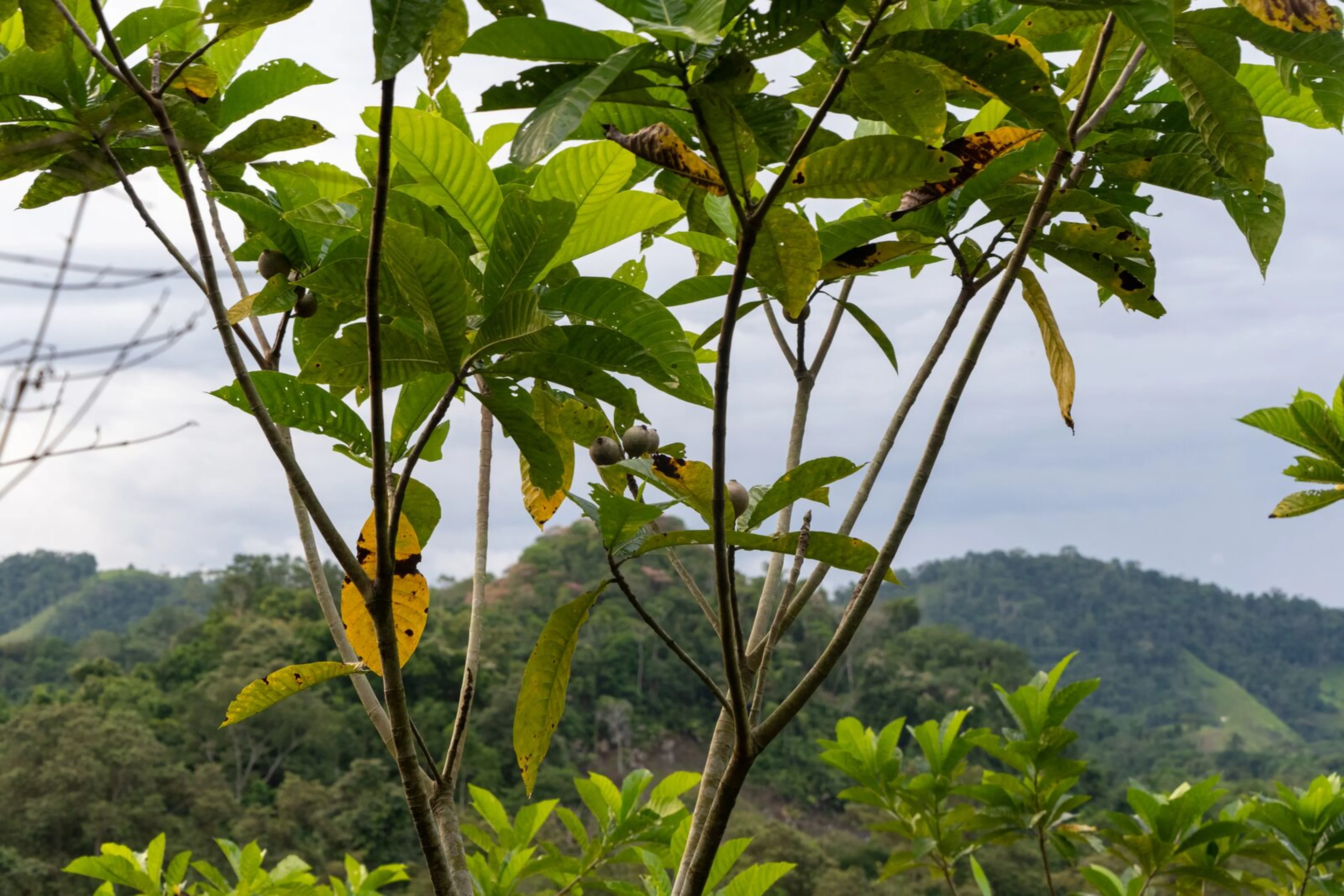 large-Oterra-Jagua-treetop-0525