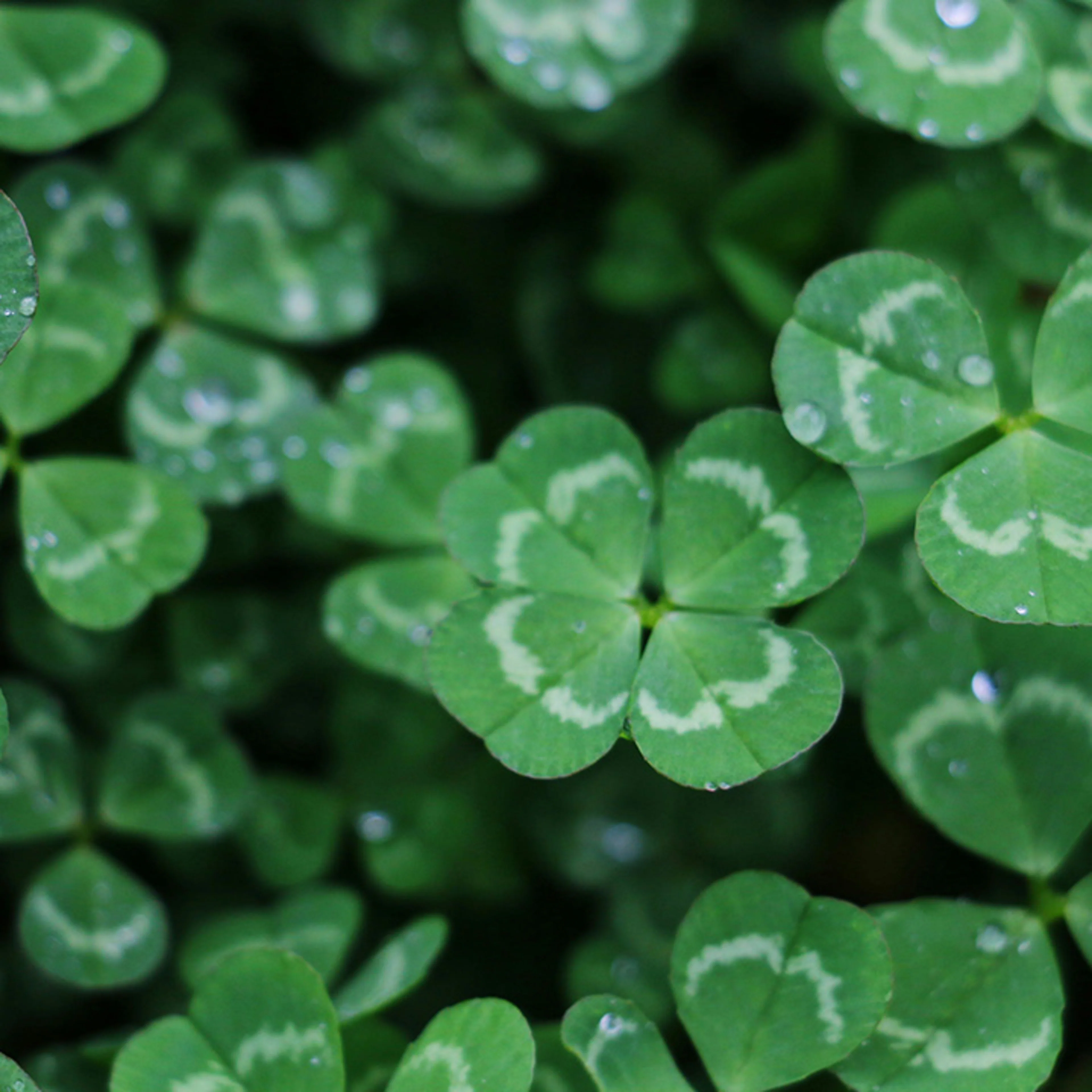 Oterra lucky green The four-leaf clover symbolizes luck