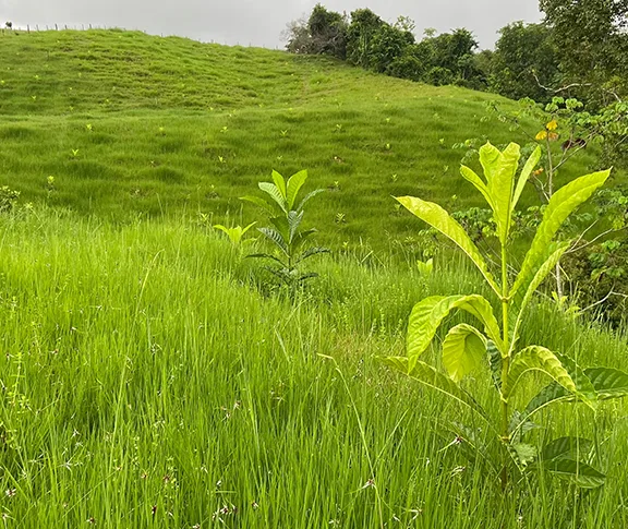 A young huito plantation (also known as jagua)