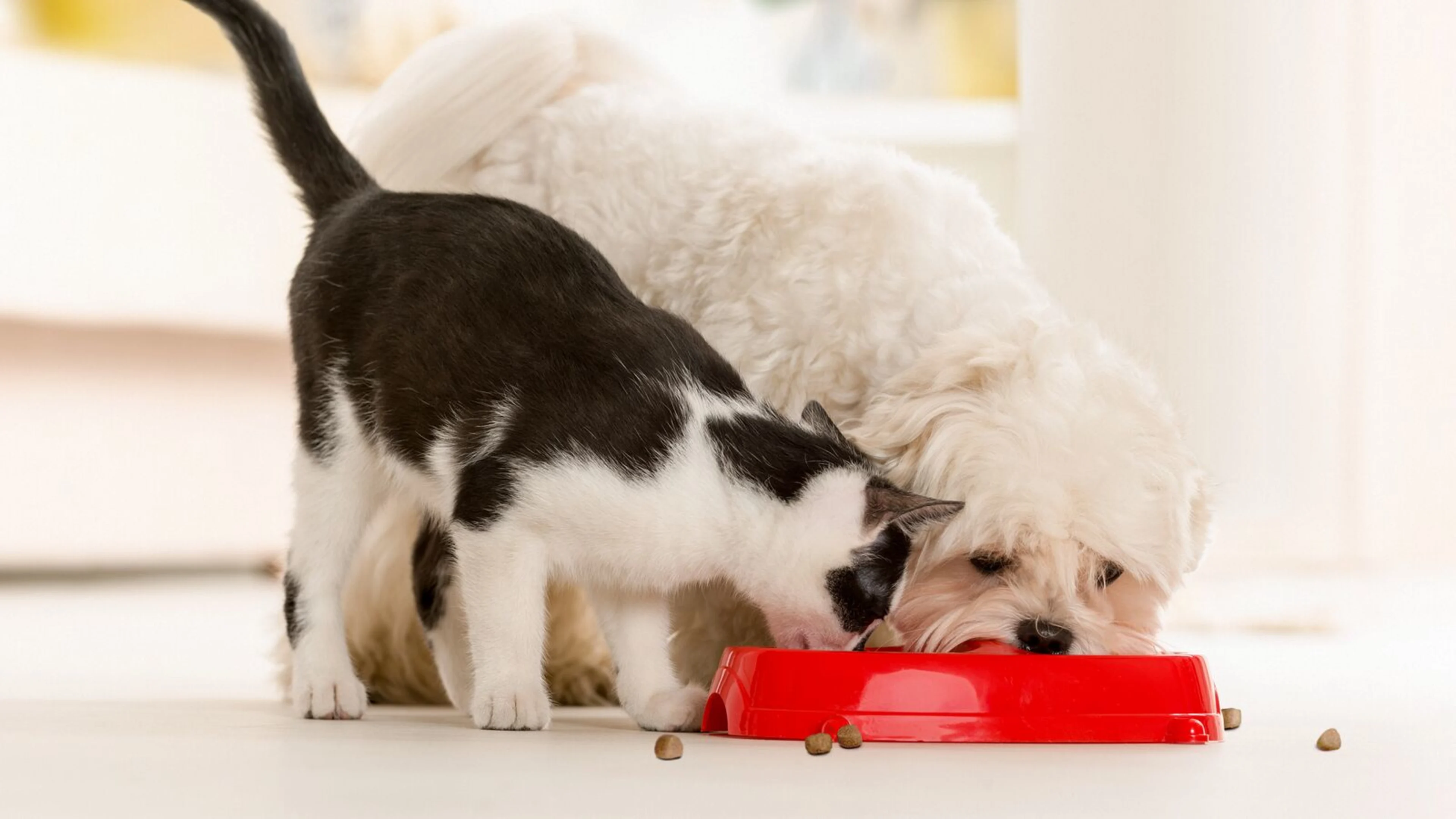 large-Oterra-dog-cat-pet-food
