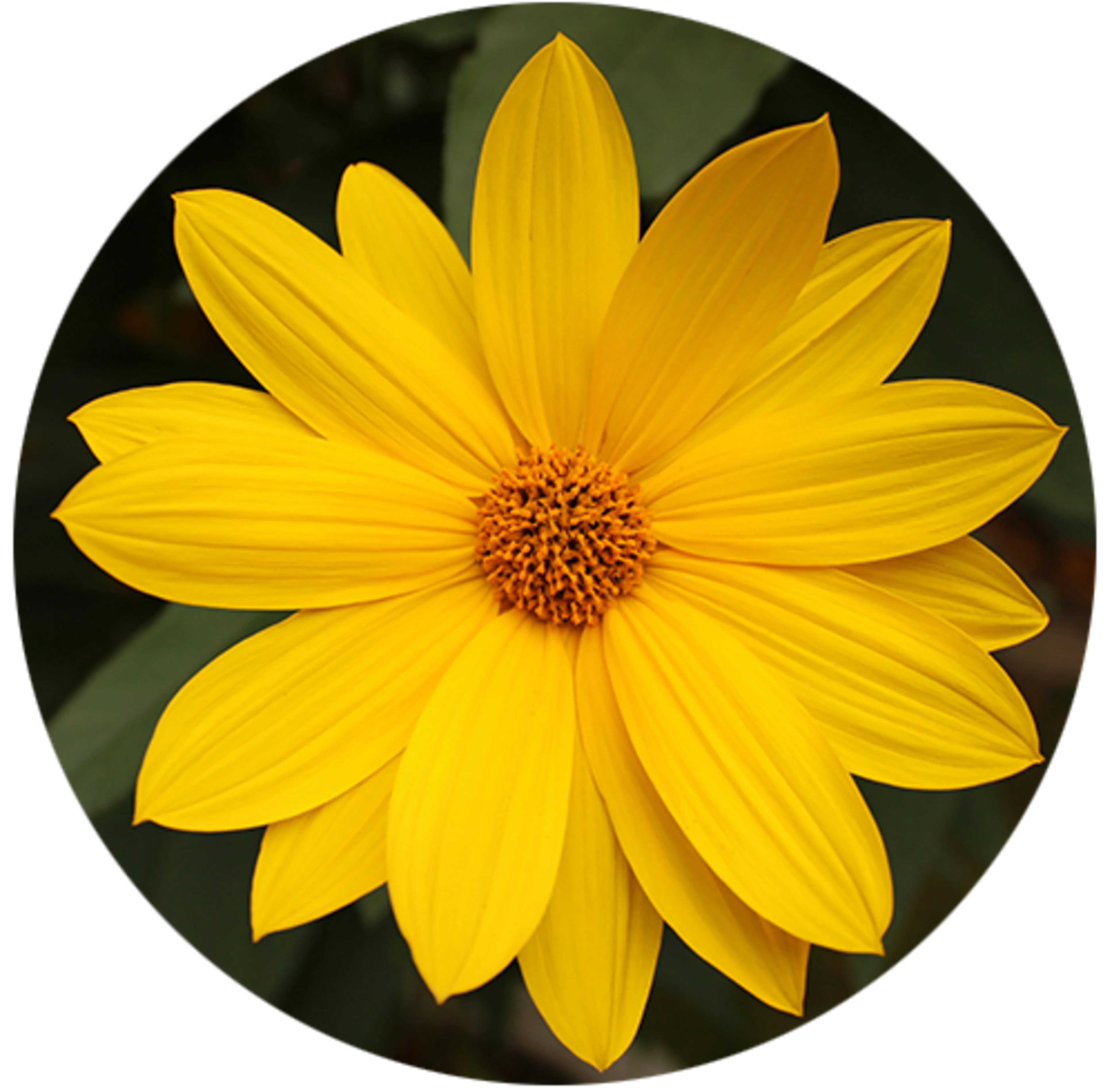 yellow flower